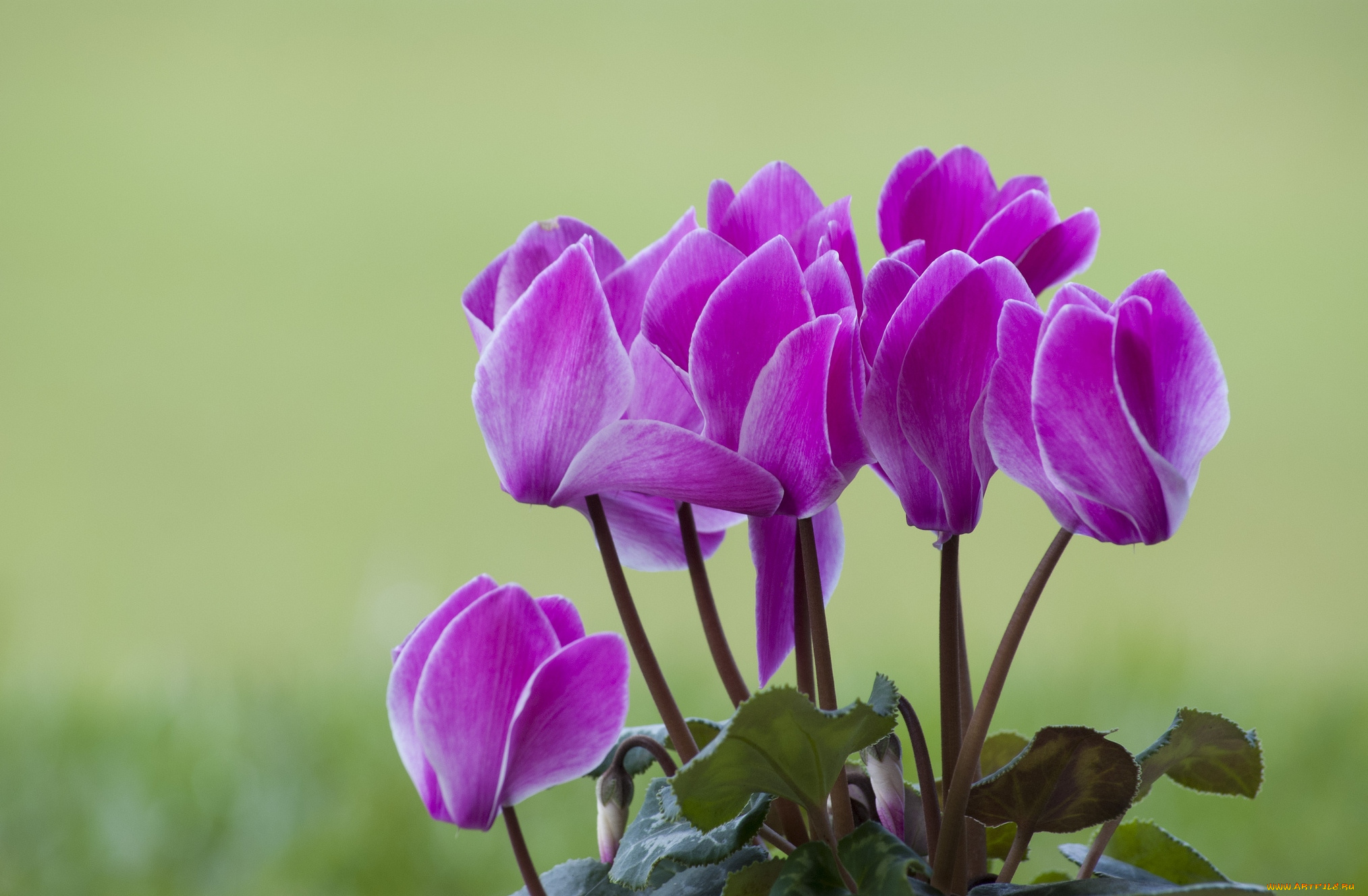 цветы, цикламены, розовый