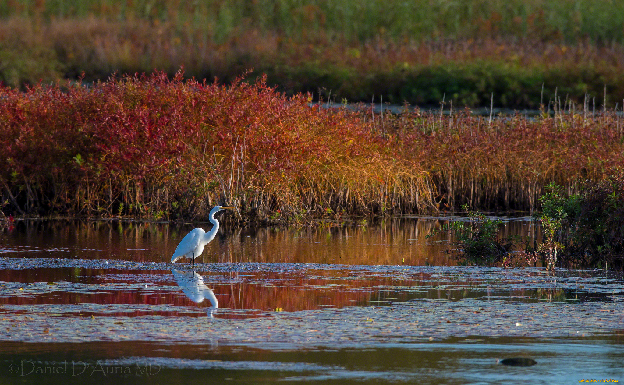 животные, цапли, осень, вода