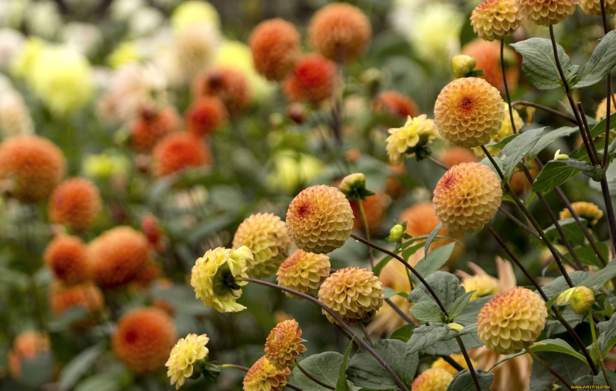 цветы, георгины, оранжевый