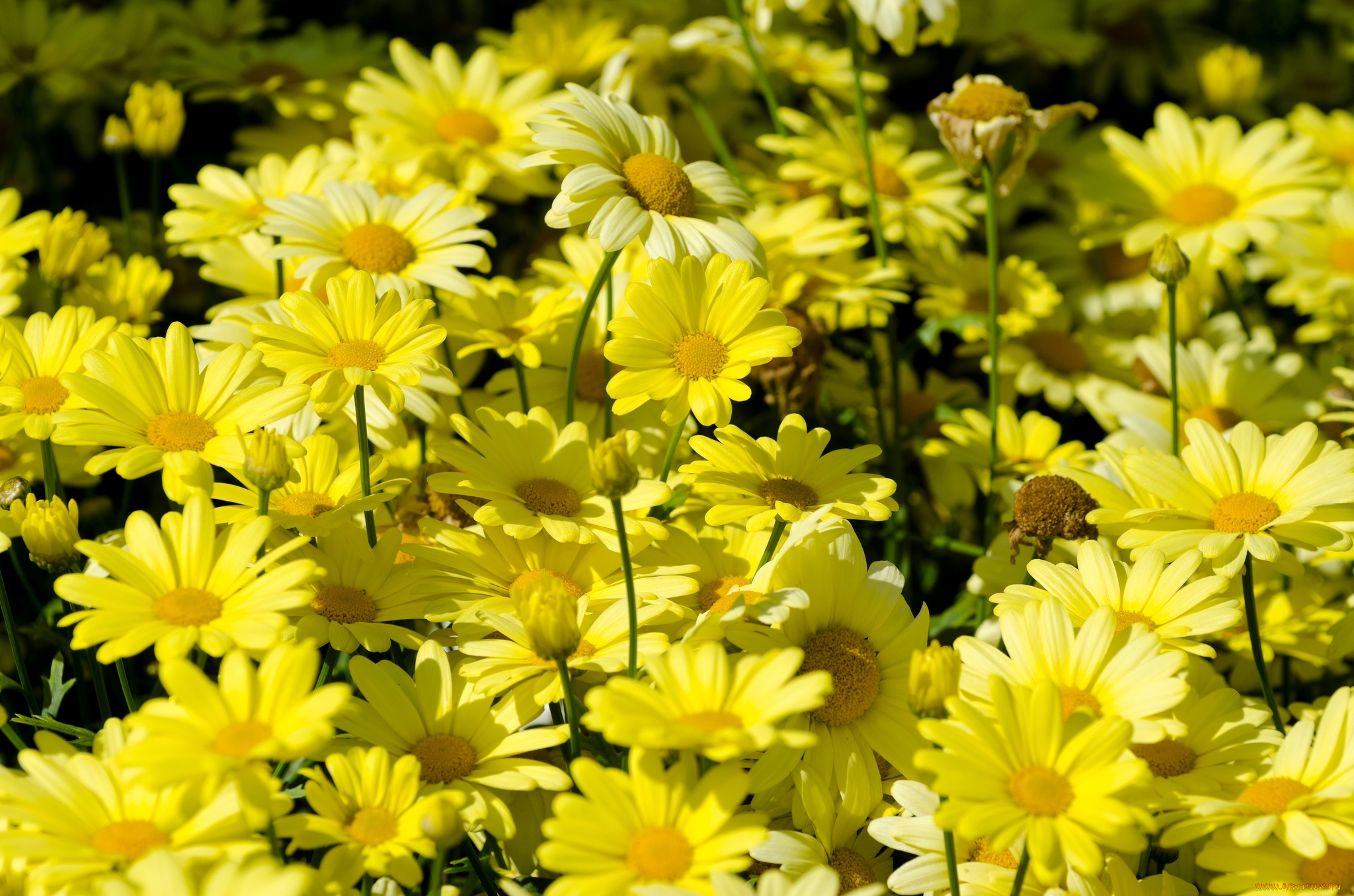 цветы, ромашки, желтый