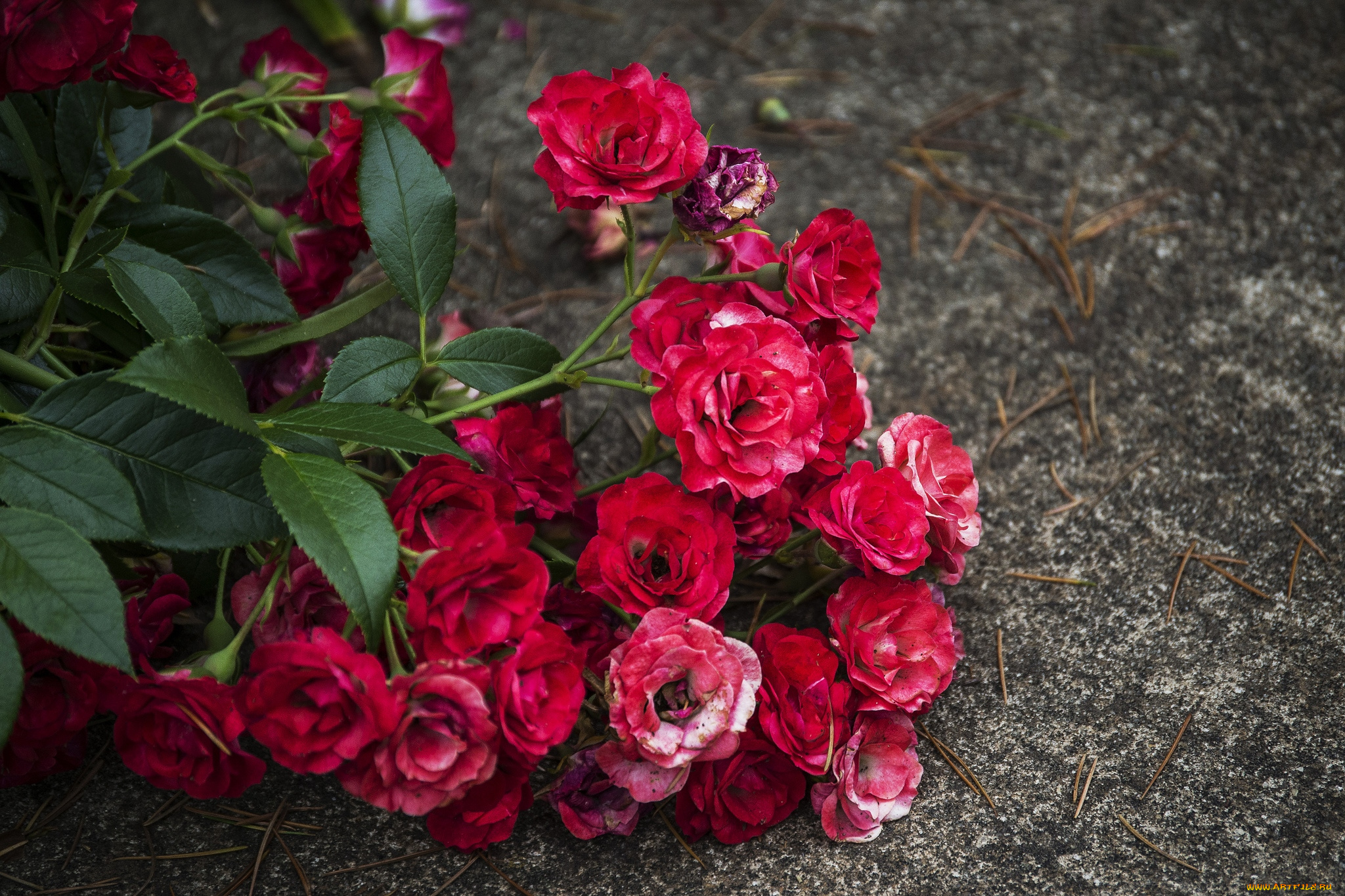 цветы, розы, красный