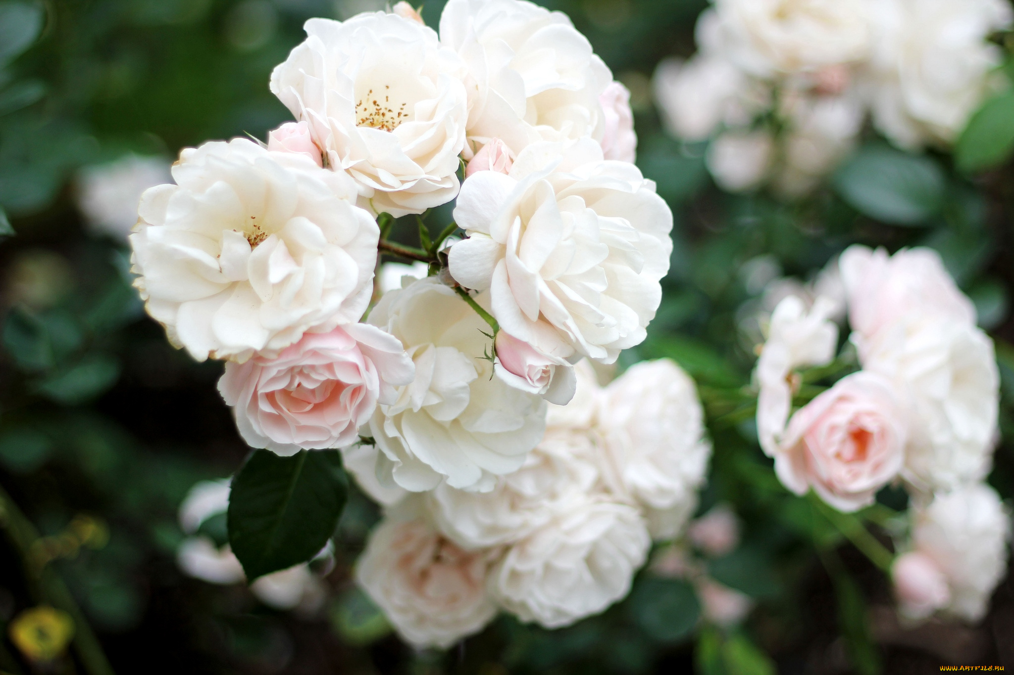 цветы, розы, куст