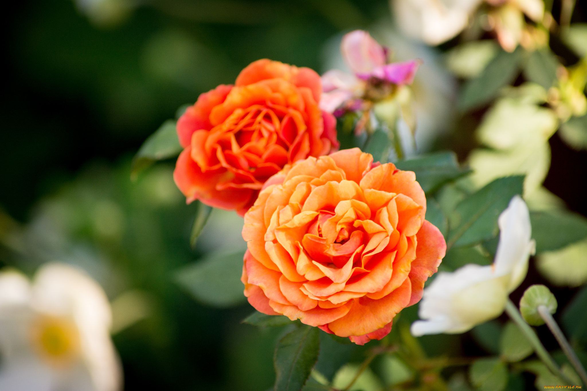 цветы, розы, макро, боке