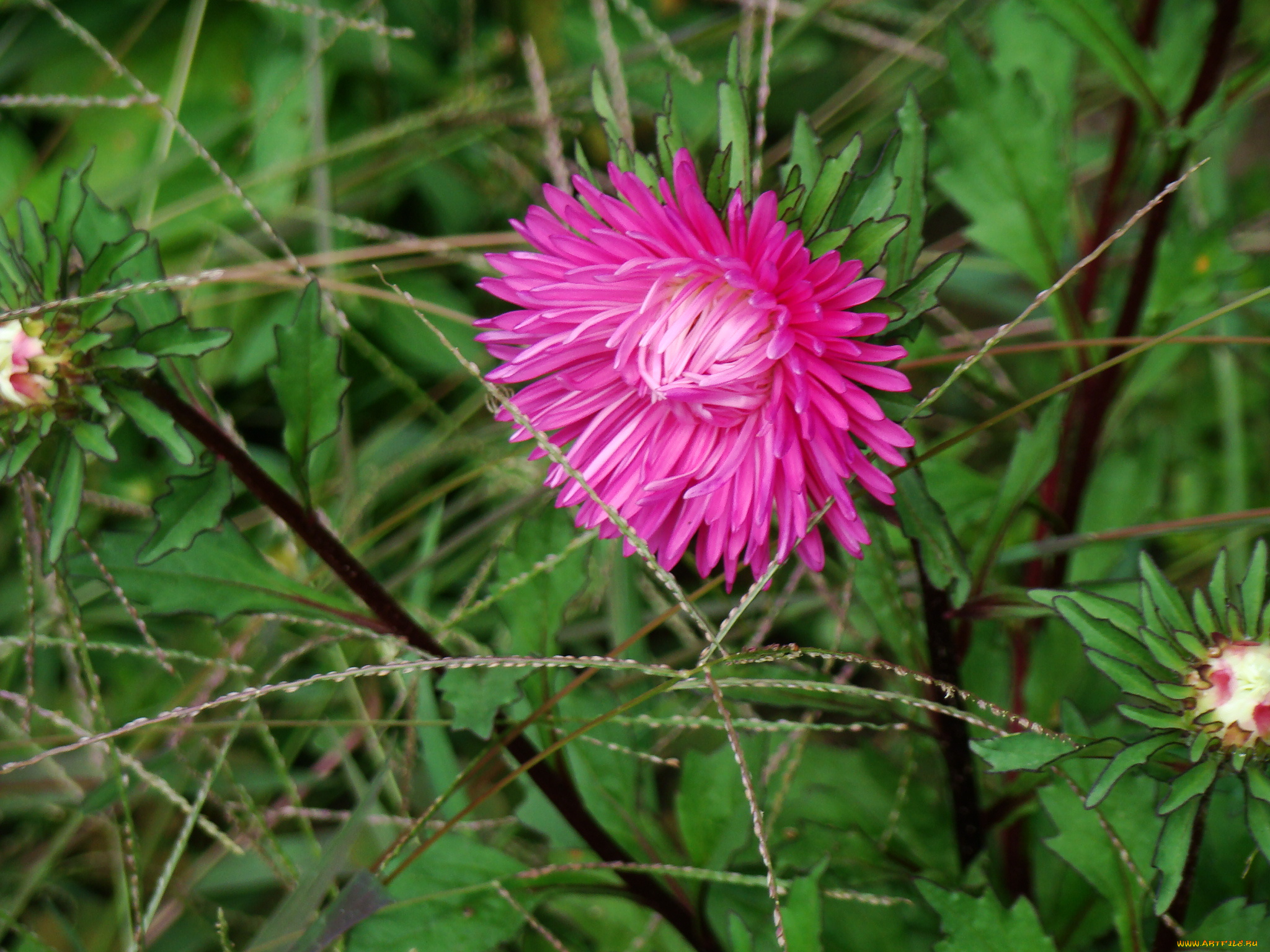 цветы, астры