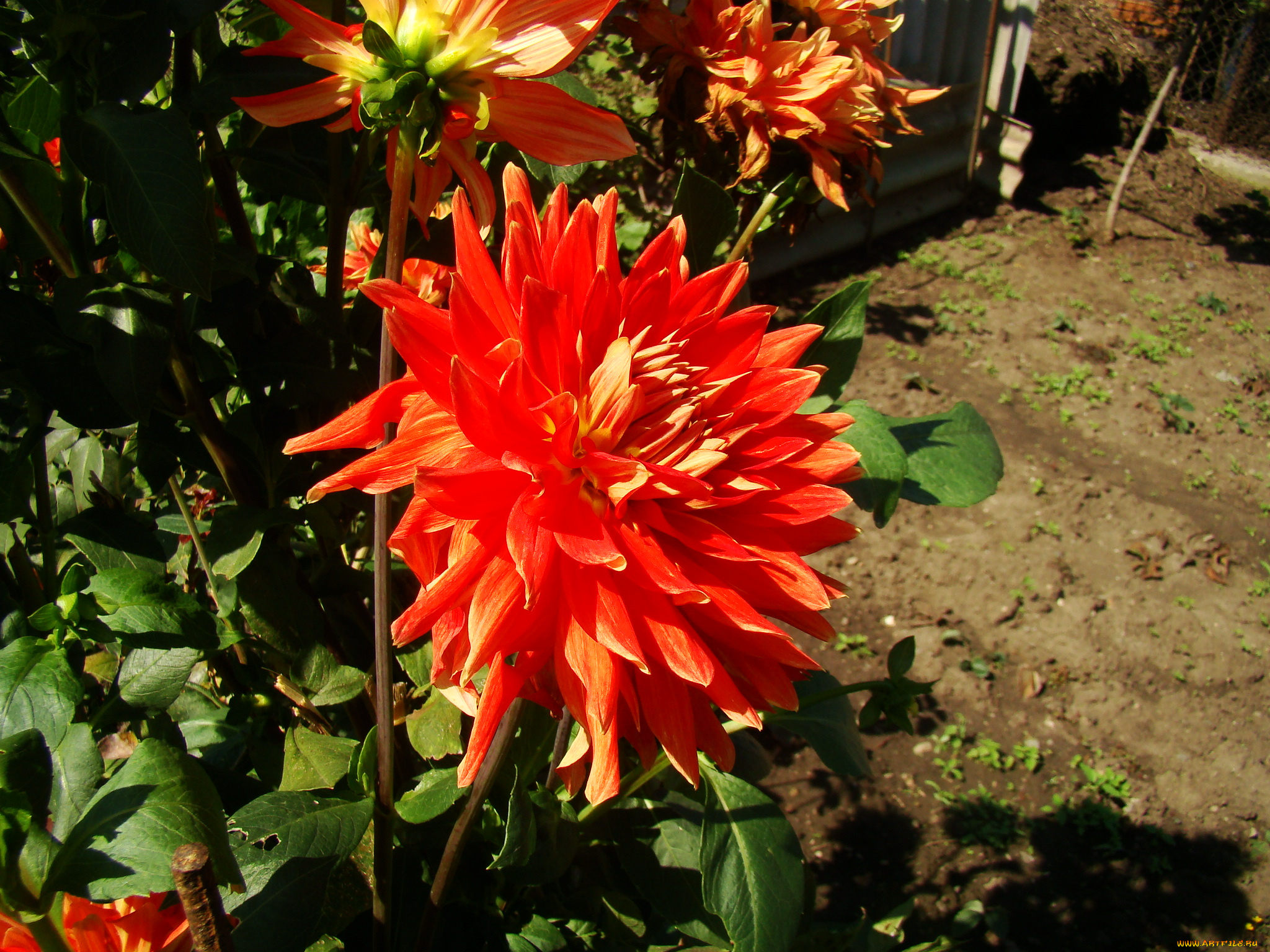 цветы, георгины