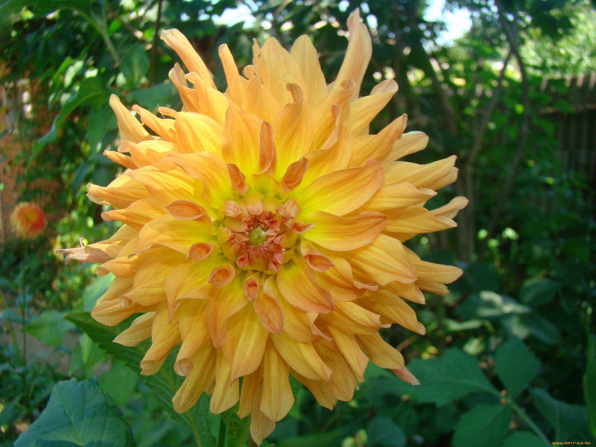 цветы, георгины