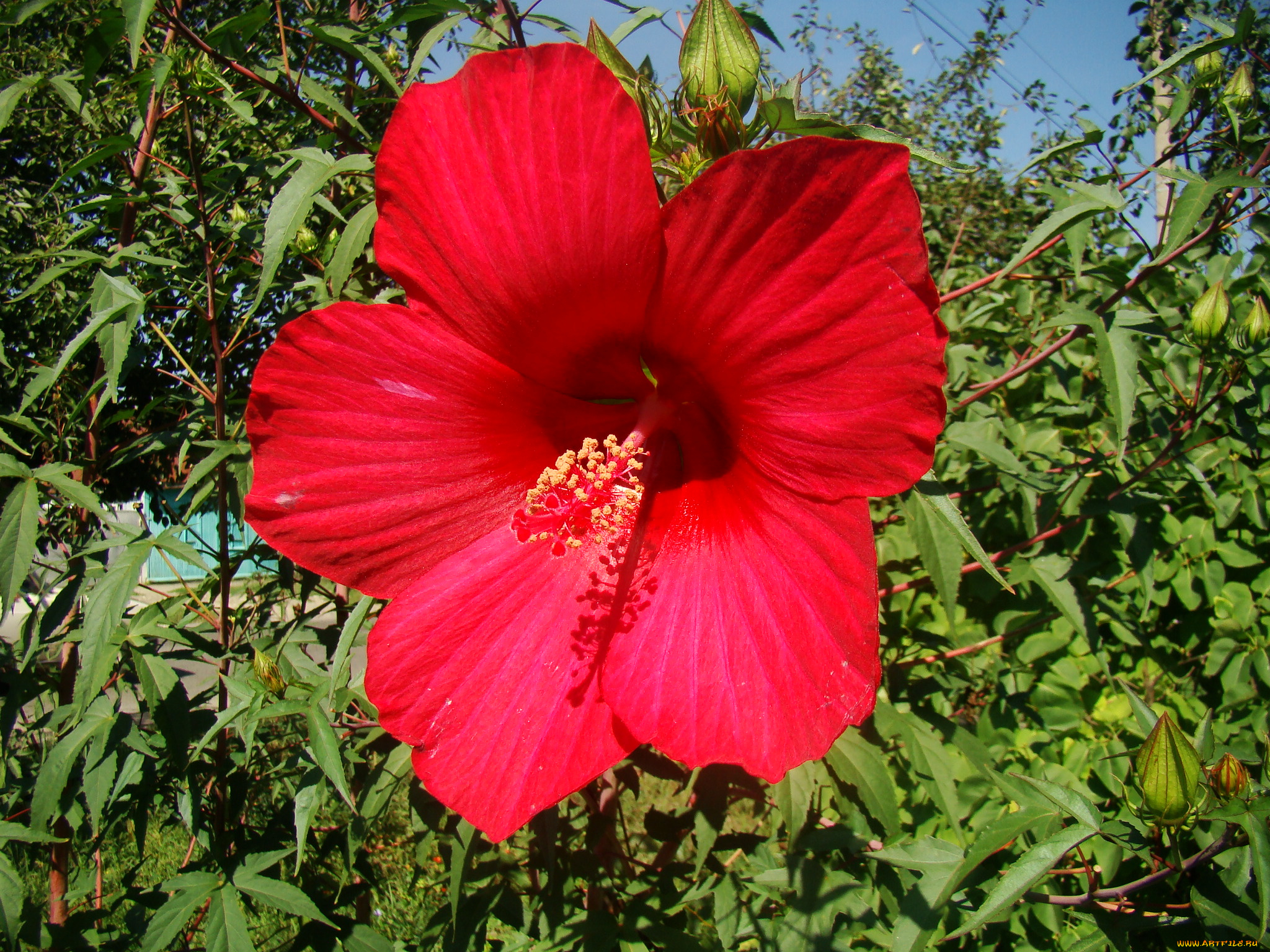 цветы, гибискусы