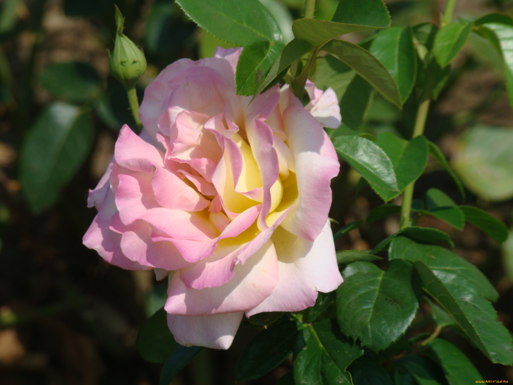 цветы, розы