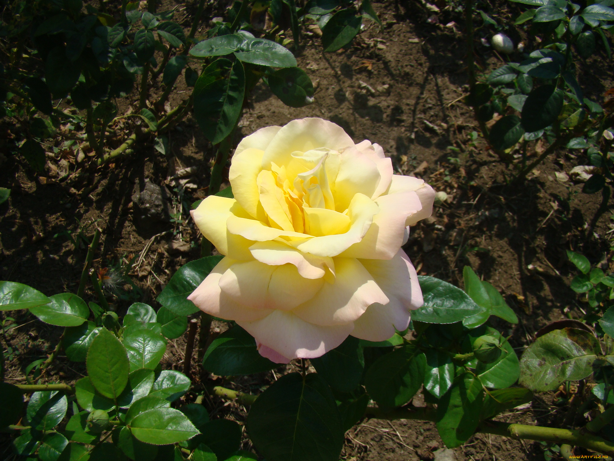 цветы, розы