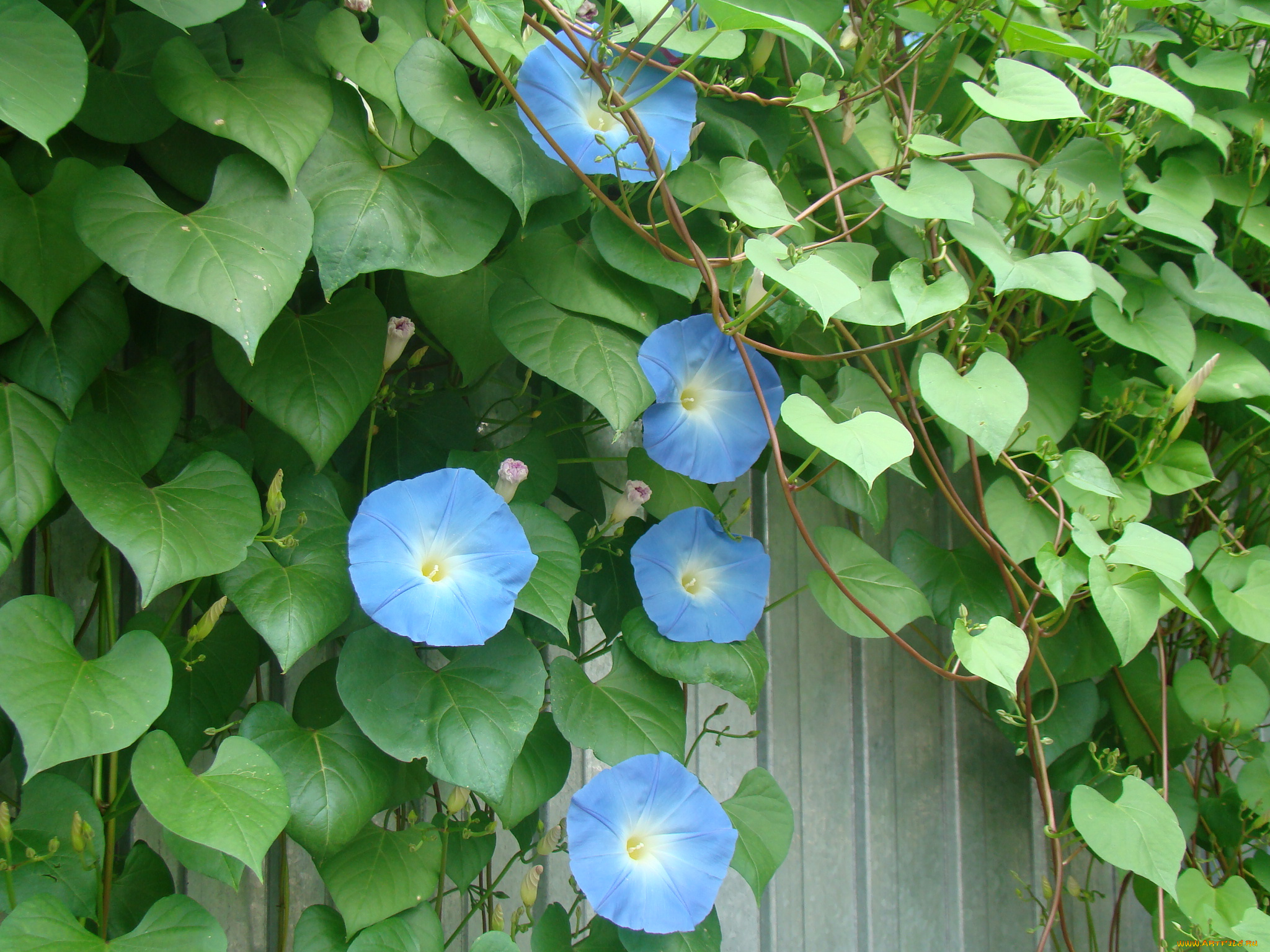 цветы, вьюнки, ипомеи, ипомея