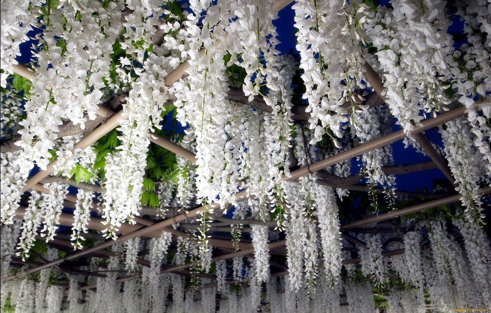 цветы, глициния, вистерия