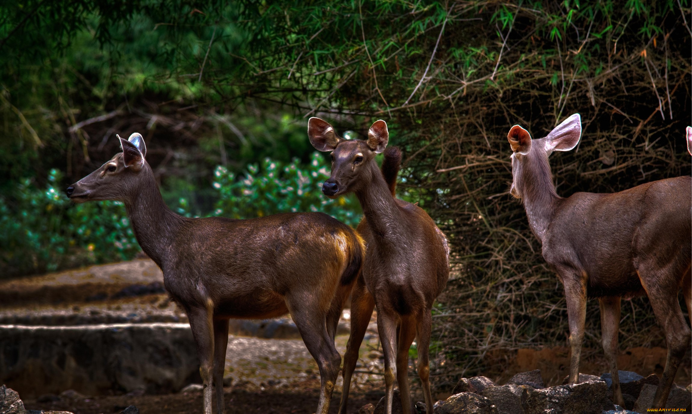 животные, олени, настороженность, лес