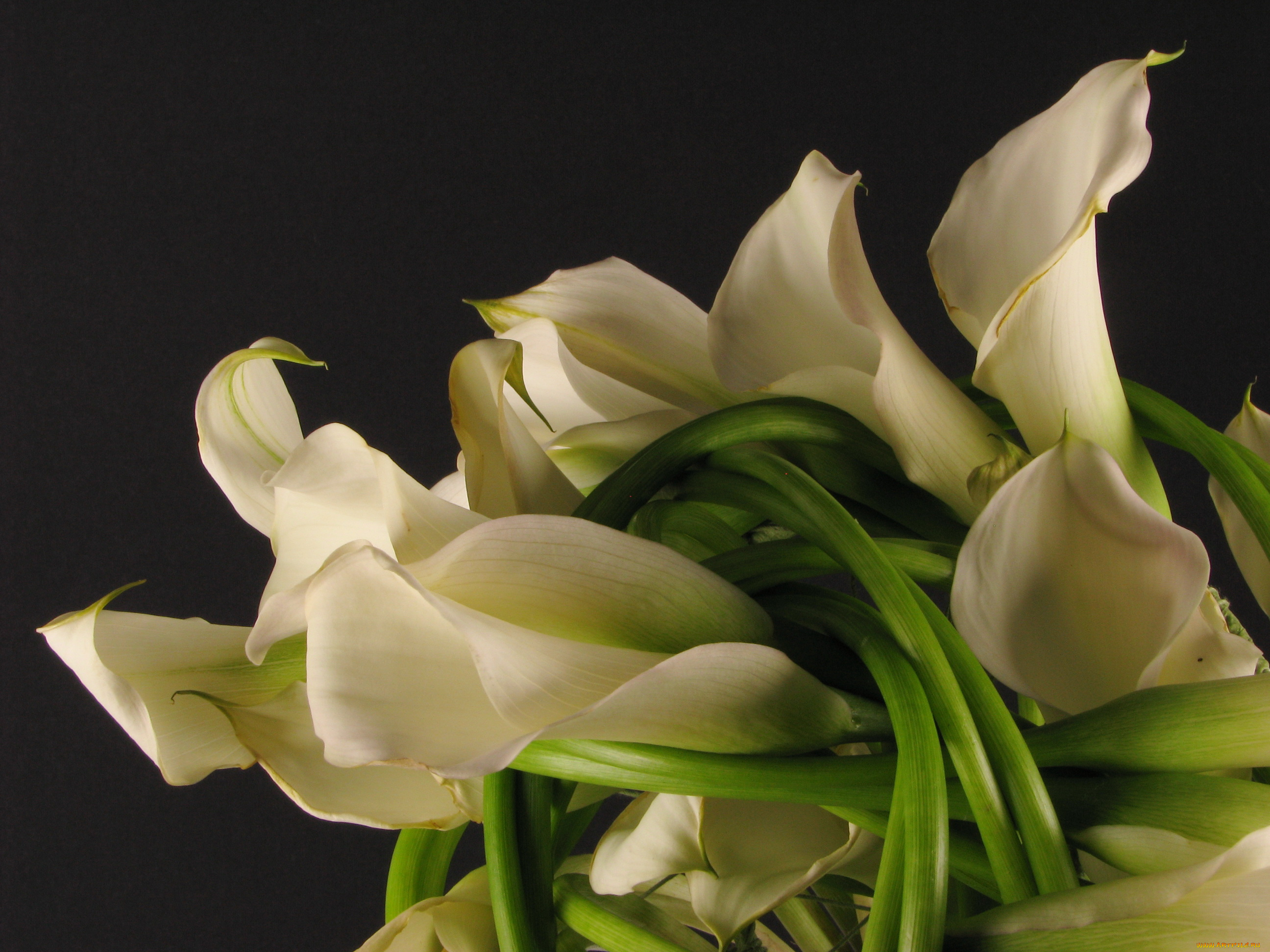 цветы, каллы, букет