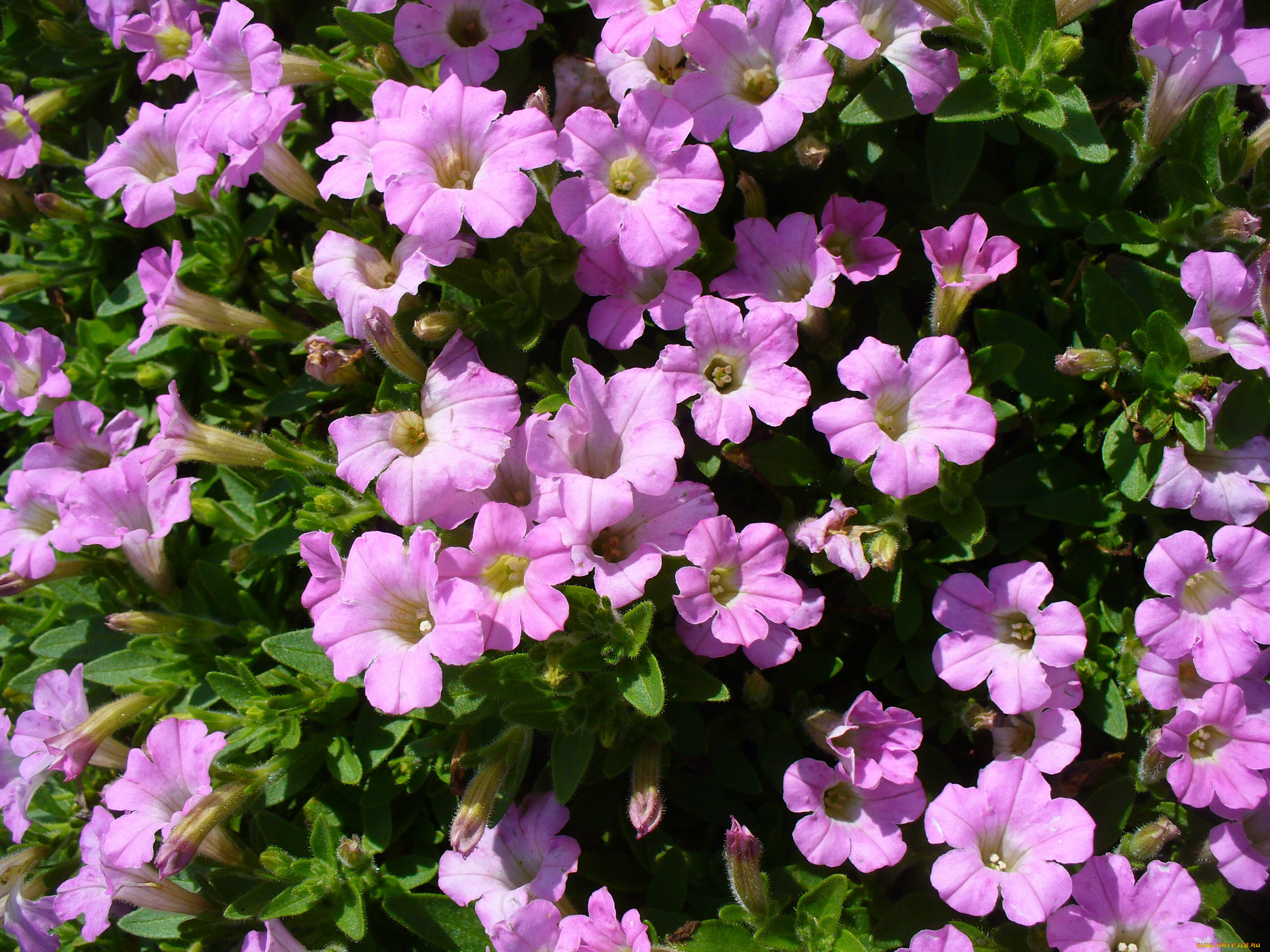 цветы, петунии, калибрахоа, сиреневая, петунья