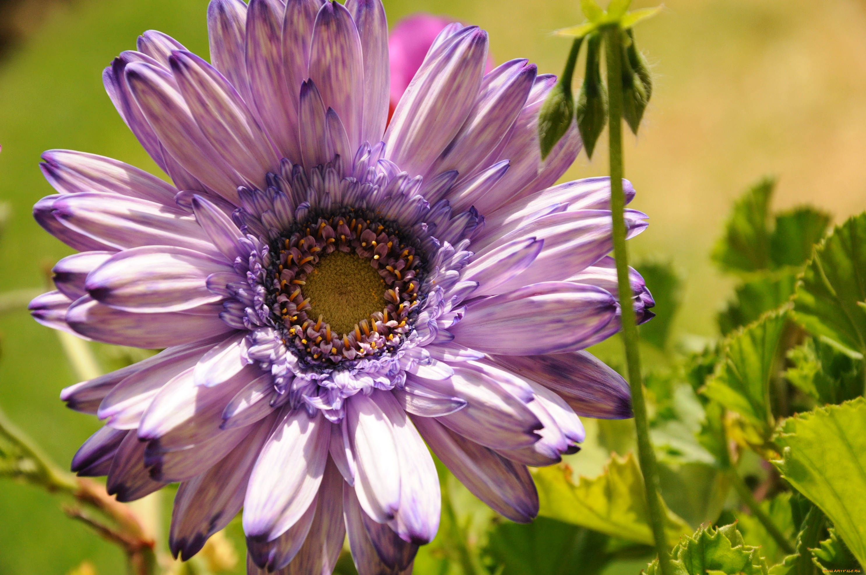 цветы, гиацинты, маргаритки