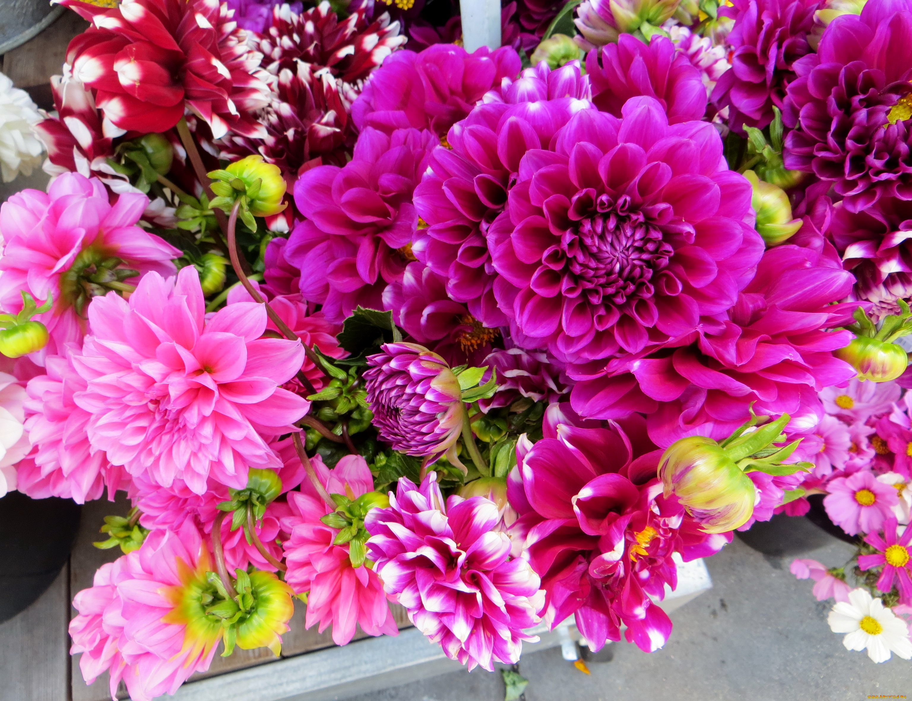 цветы, георгины