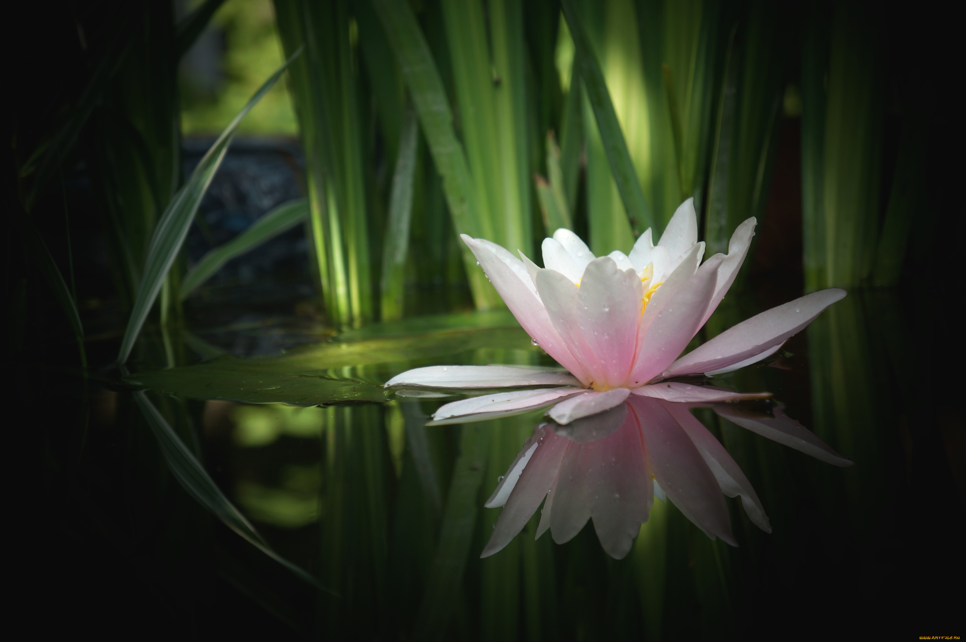 цветы, лилии, водяные, нимфеи, кувшинки, вода, розовый