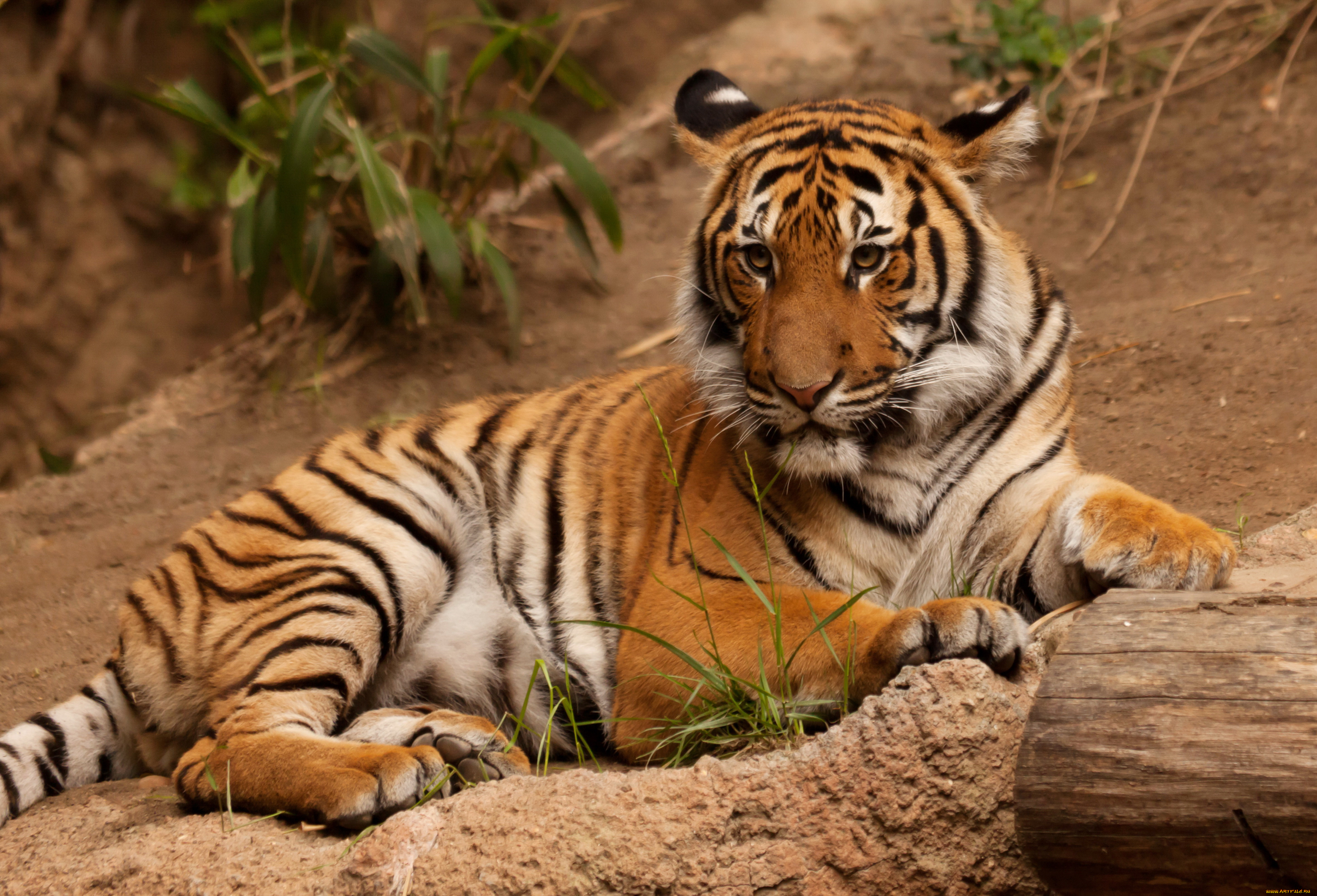 животные, тигры, тигр