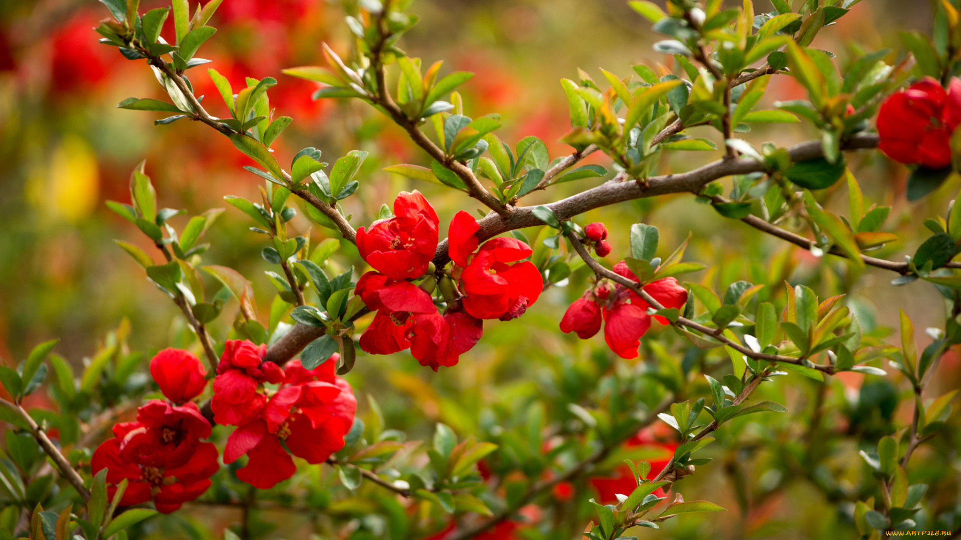 цветы, айва, ветка, цветение