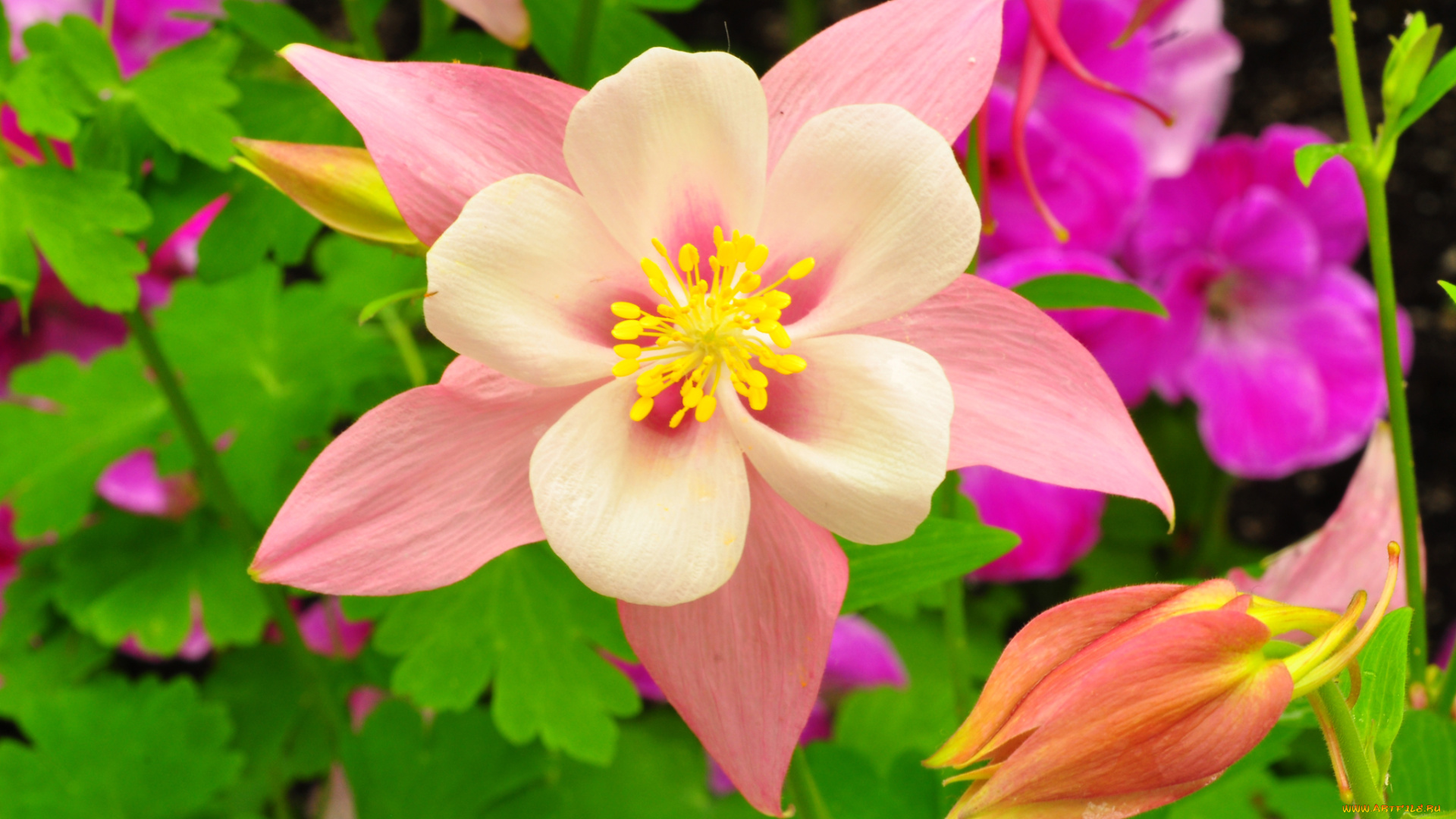 цветы, аквилегия, , водосбор, лепестки, листья, сад, клумба