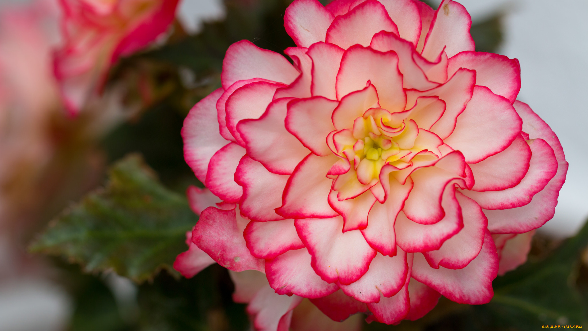 цветы, бегония, цветение, лепестки, листья, желтая