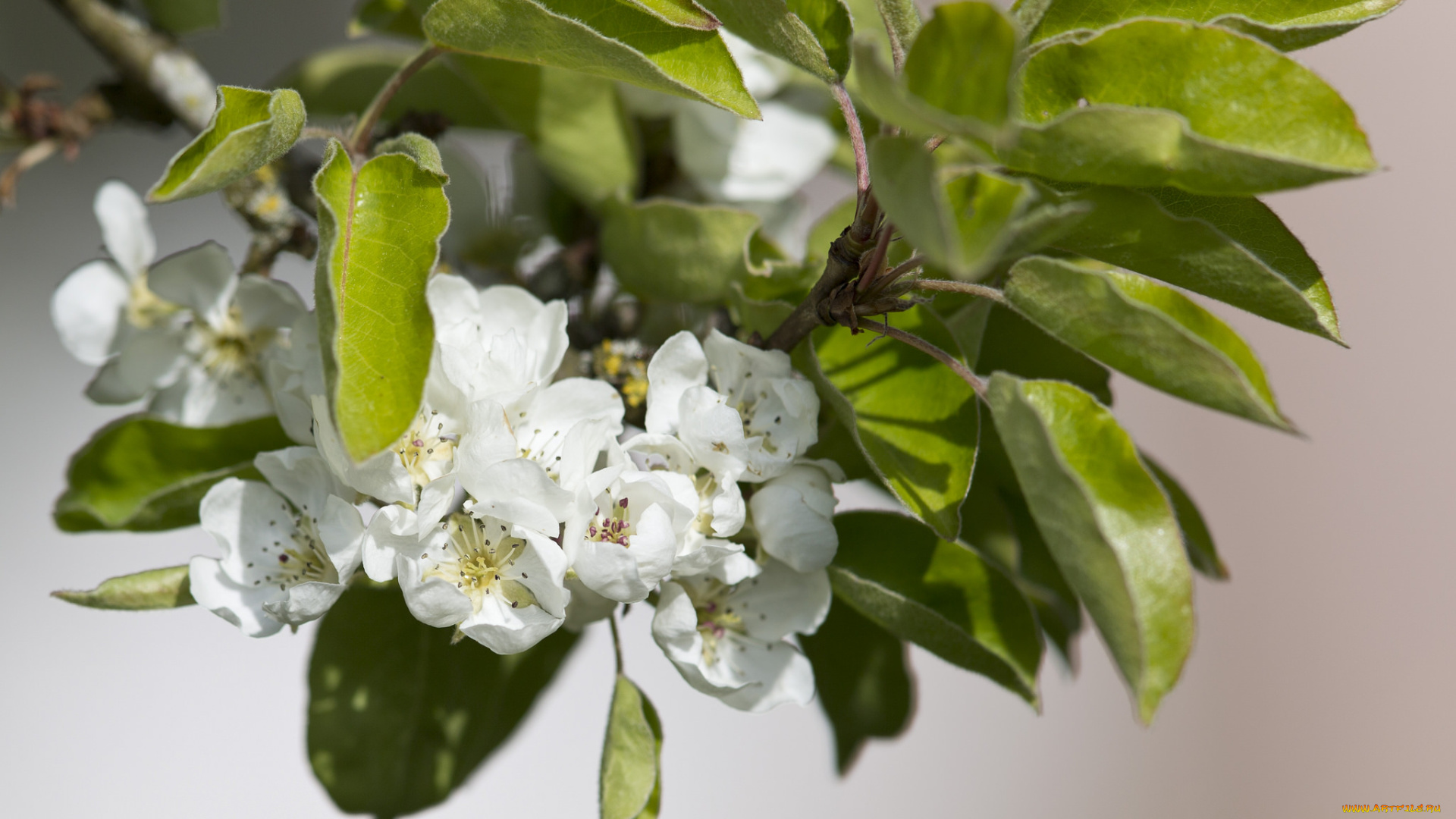 цветы, цветущие, деревья, , , кустарники, груша, ветка, весна, листья, макро, цветение