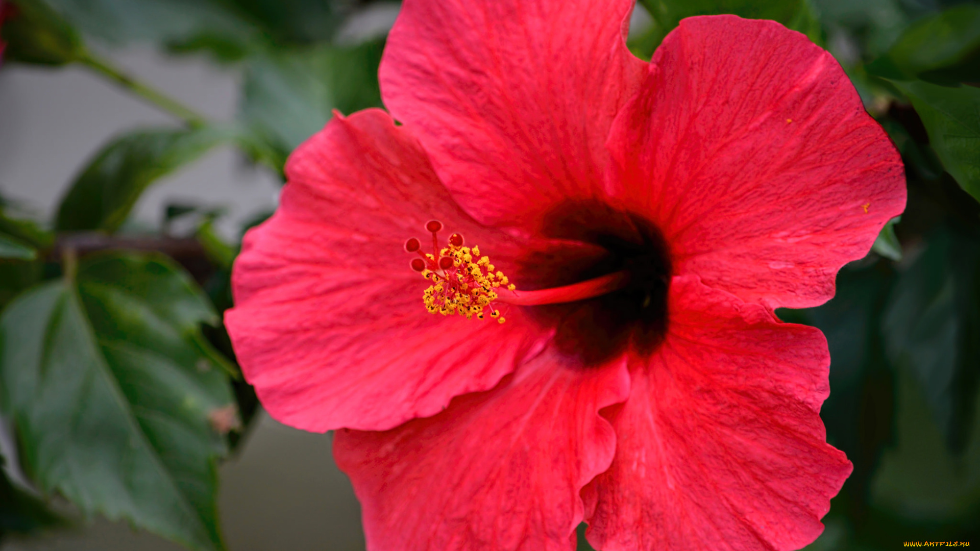 цветы, гибискусы, листики, гибискус, тычинки, цветение, ярко, лепестки