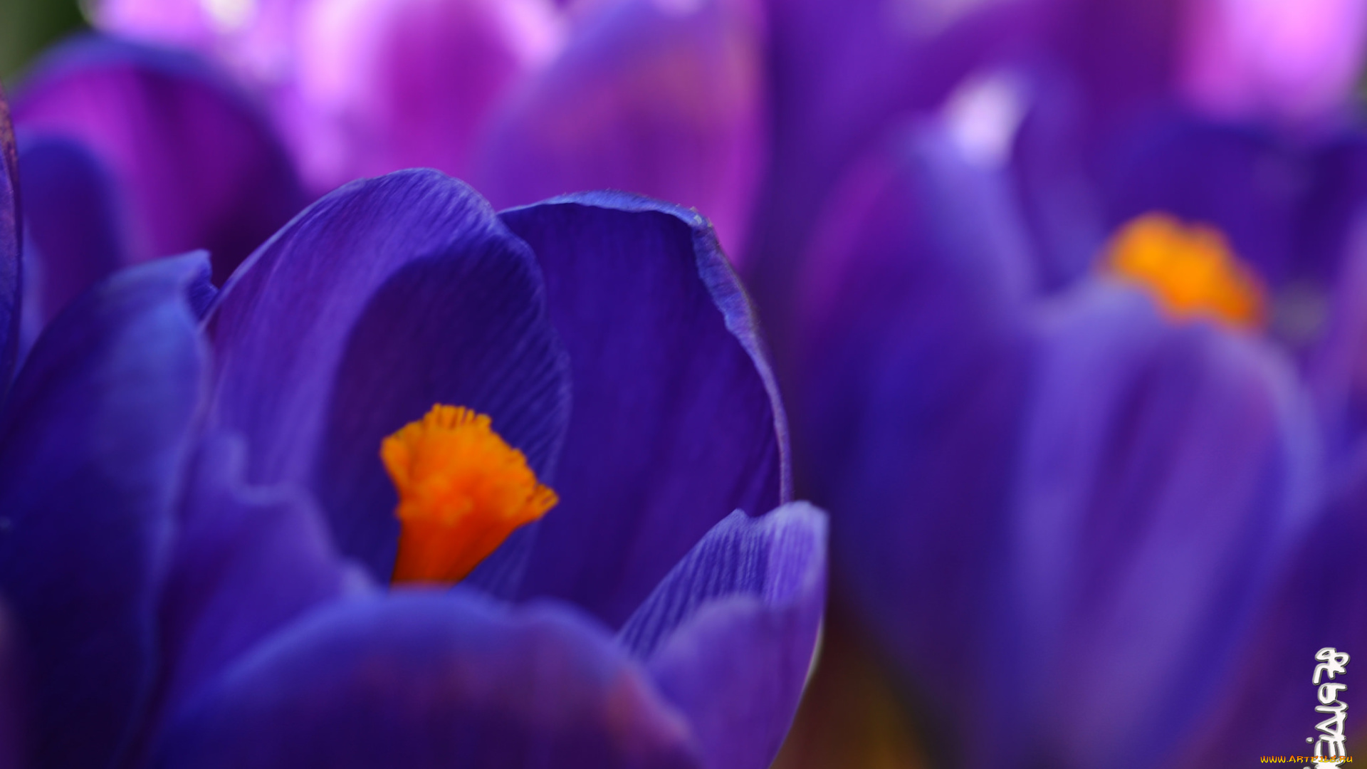 цветы, крокусы, цветение, весна