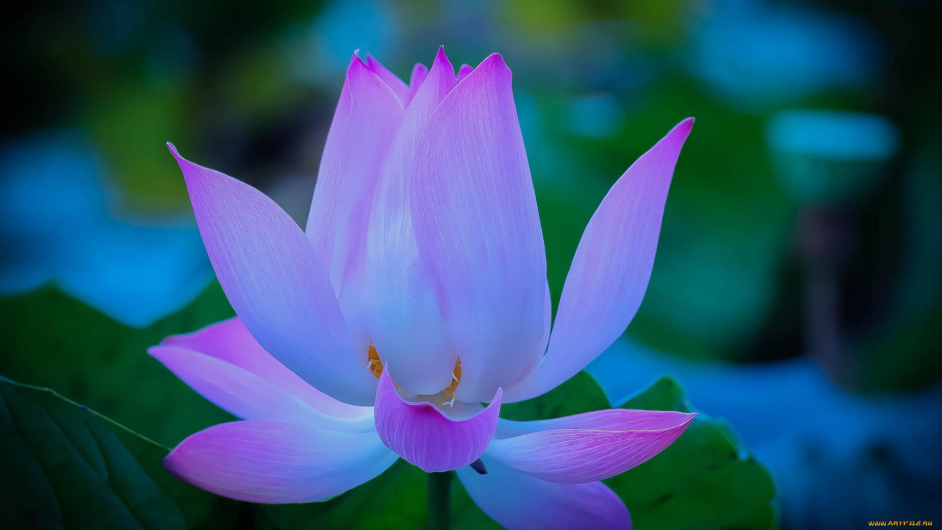 цветы, лотосы, лепестки, нежность, lotus