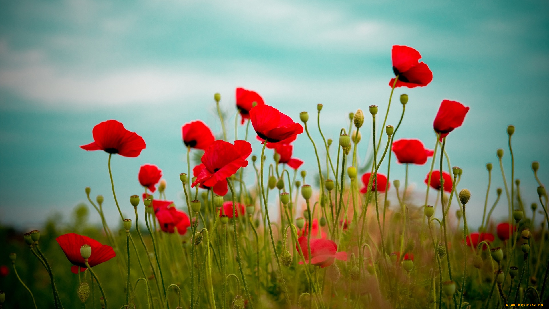 цветы, маки, небо
