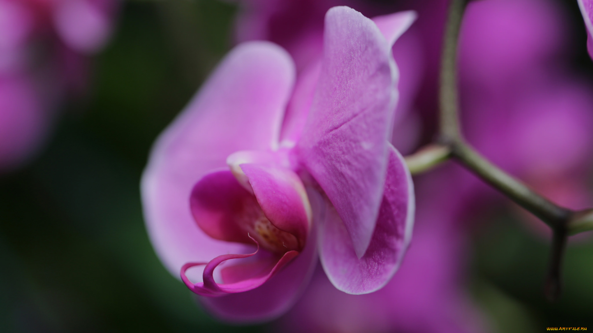 цветы, орхидеи, цветение, лепестки, орхидея, яркая