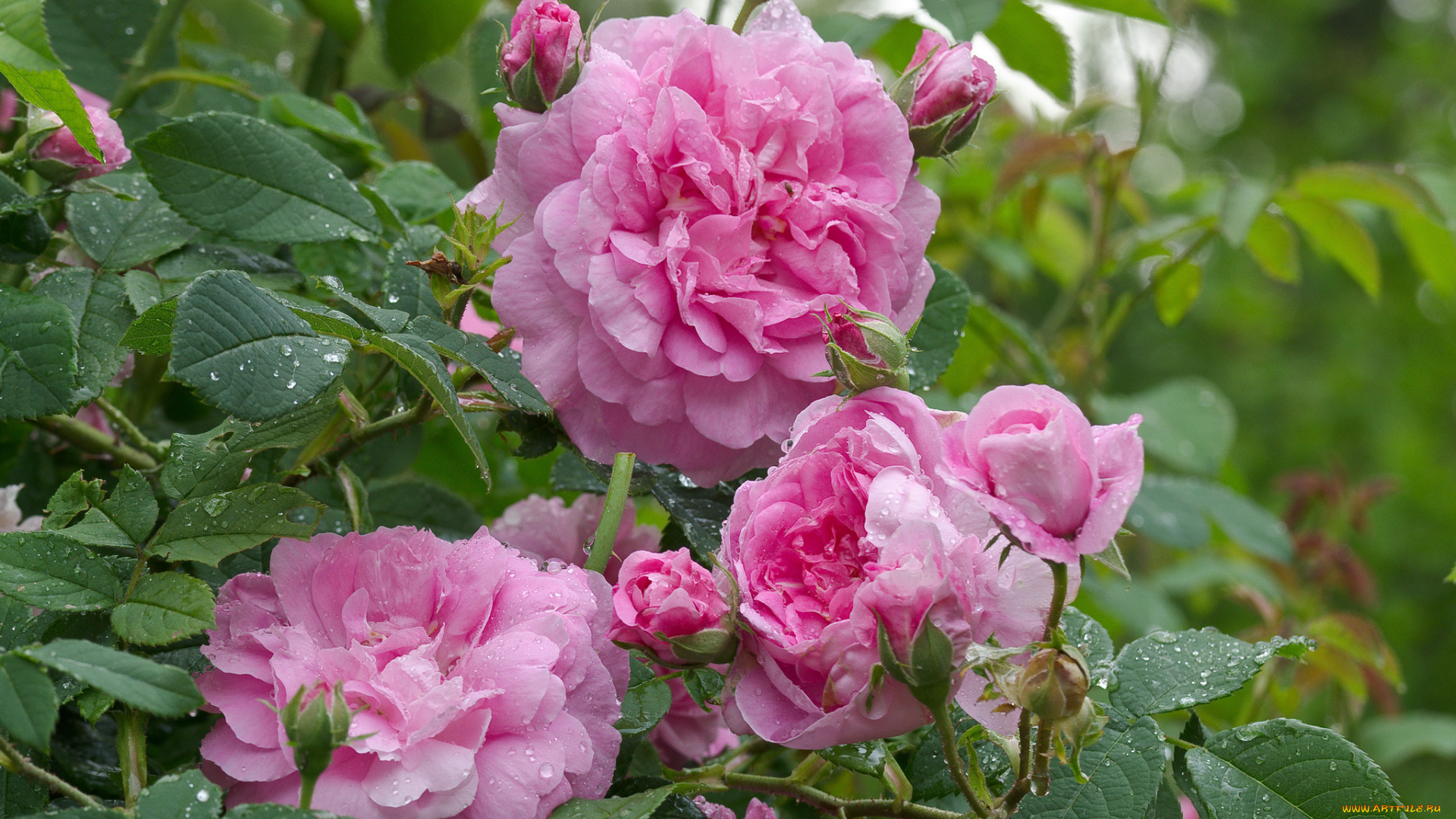 цветы, розы, blossoms, leaves, petals, bud, цветение, листья, лепестки, бутон, роза, rose