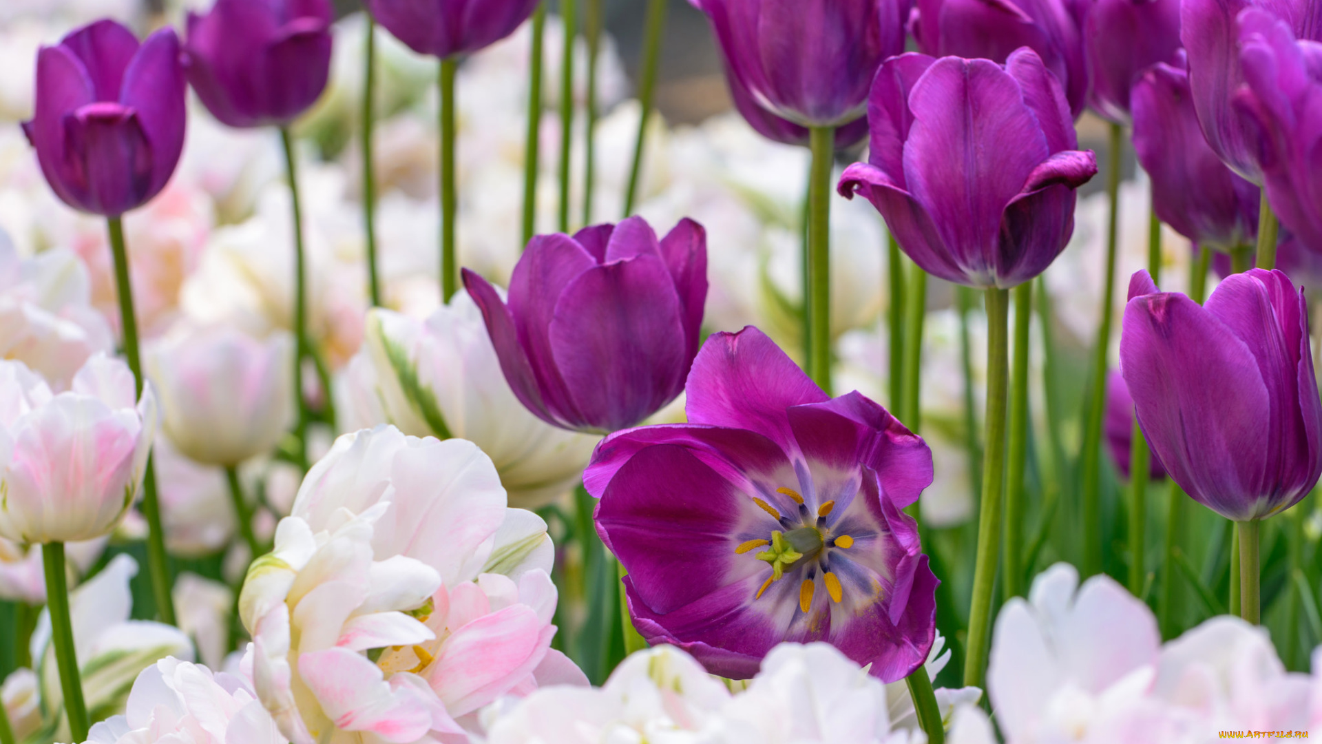 цветы, тюльпаны, цветение, разноцветные, много, лепестки