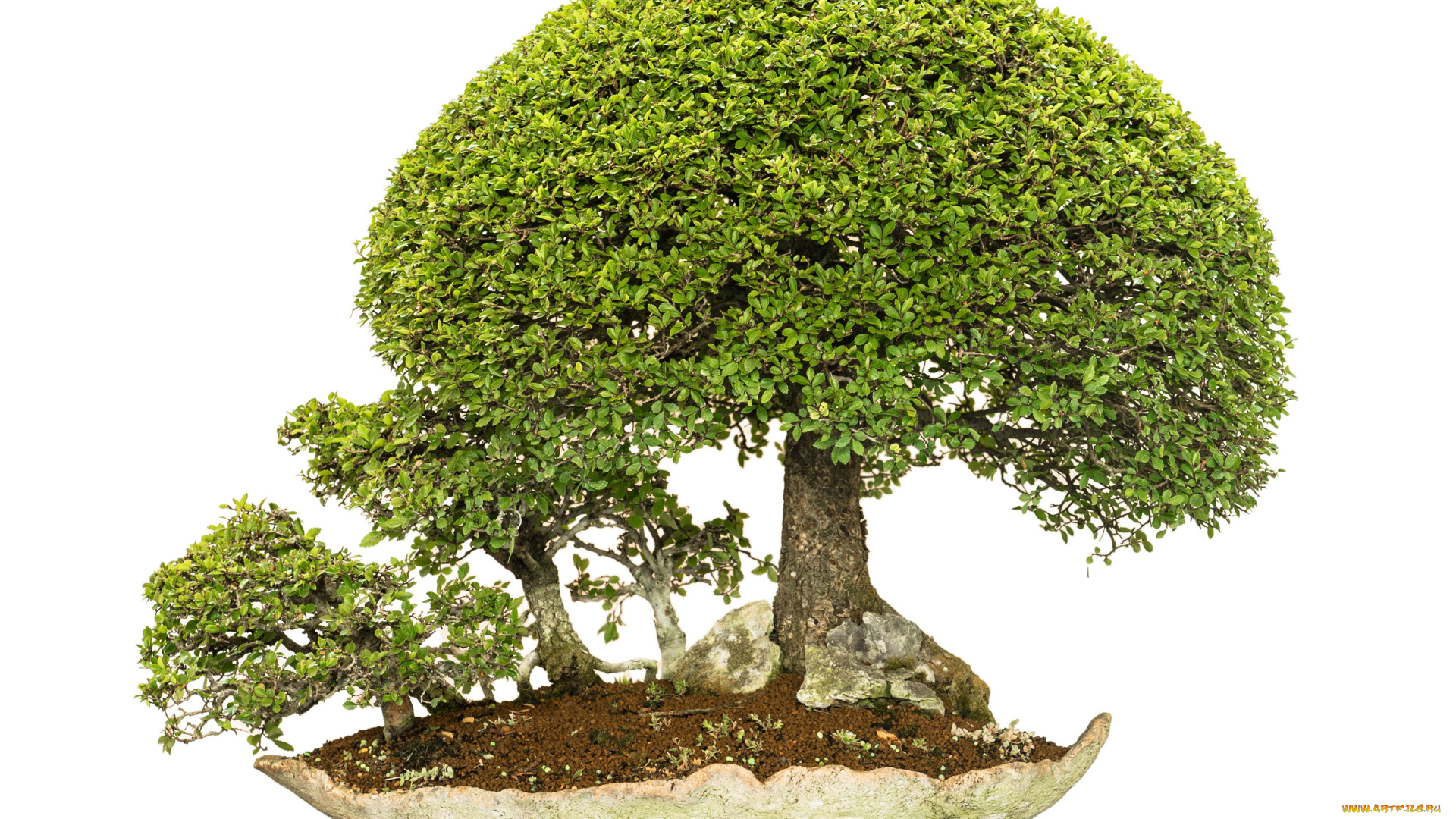 природа, деревья, бонсай, вазон, дерево