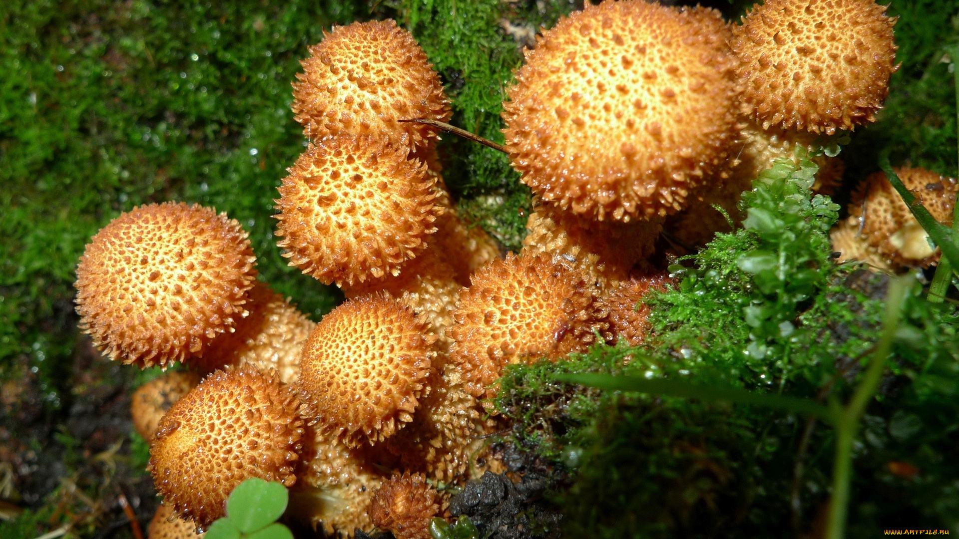 природа, грибы