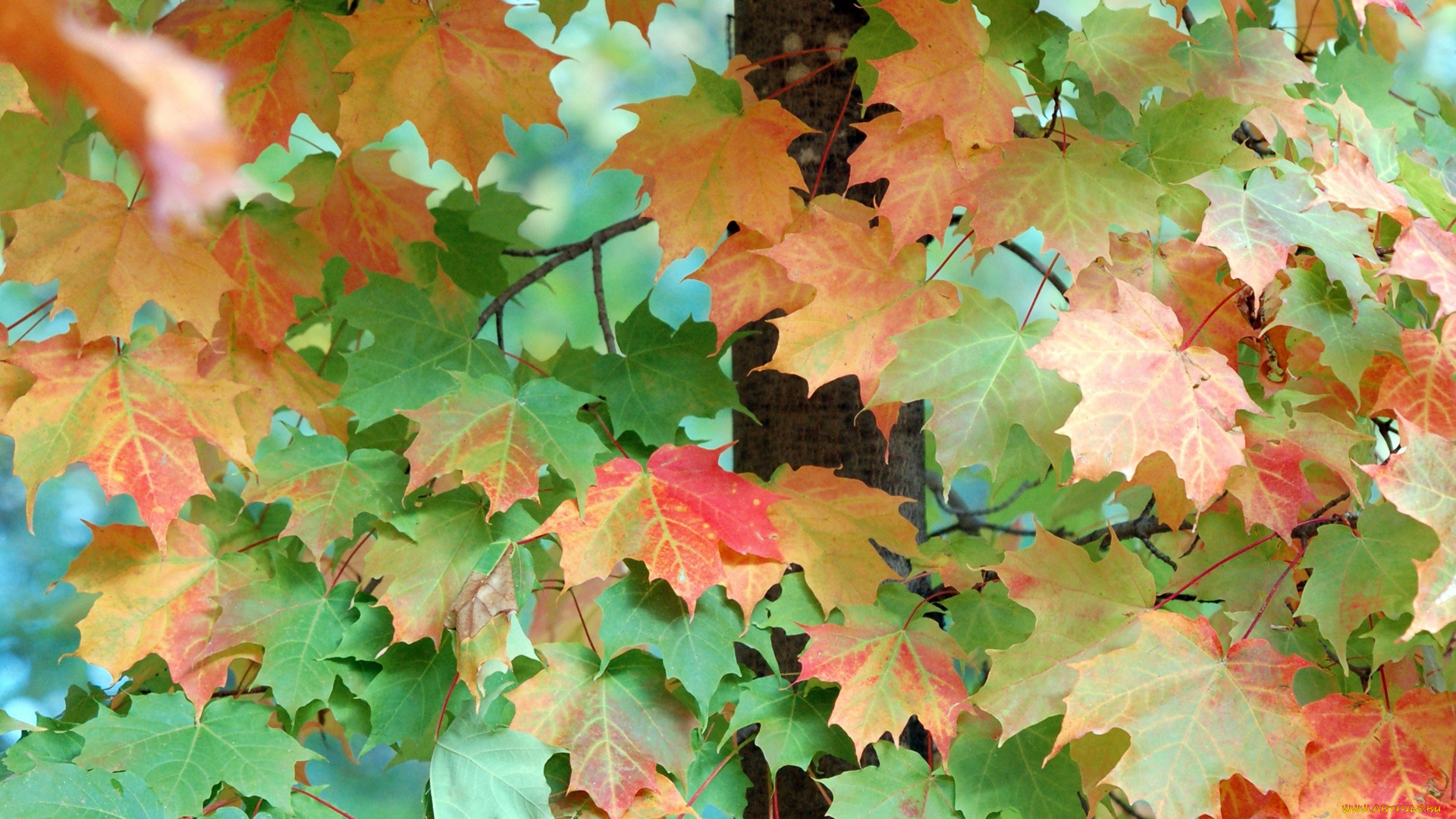 природа, листья