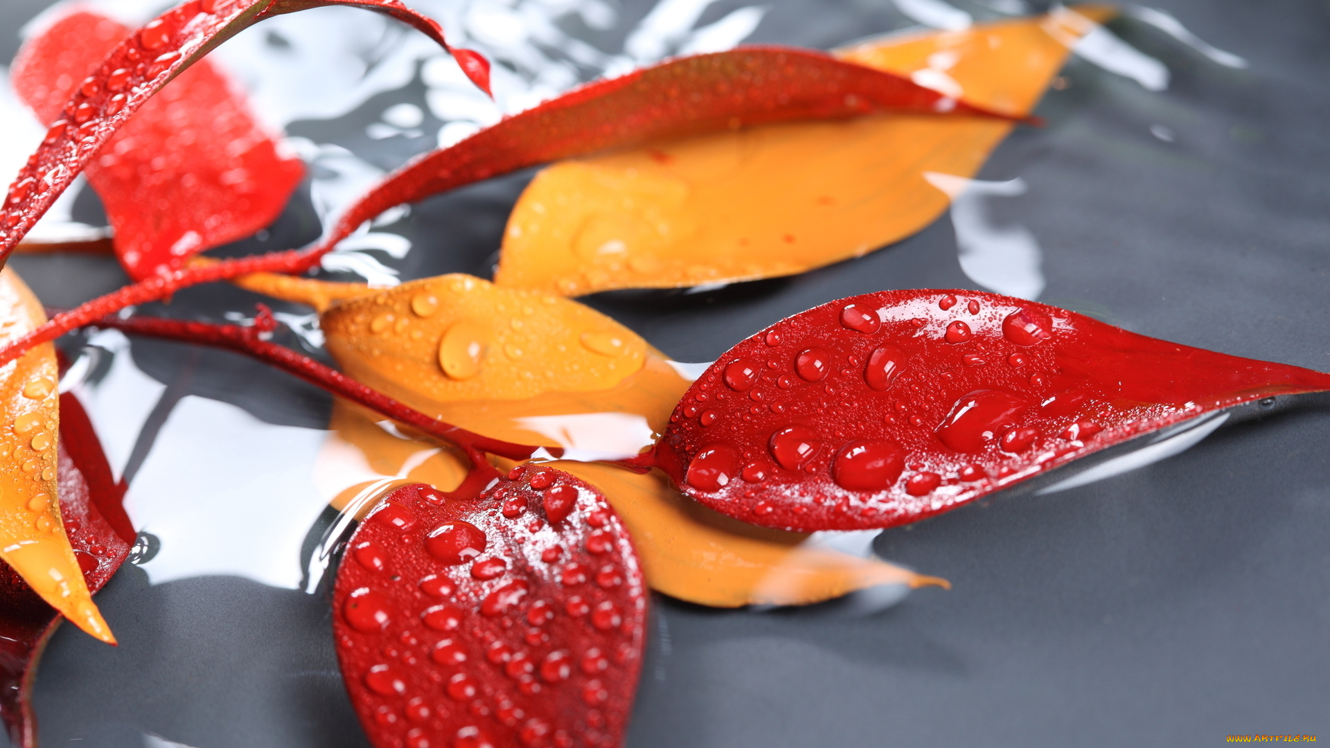 природа, листья, капли, воды, красные, желтые, веточка, макро