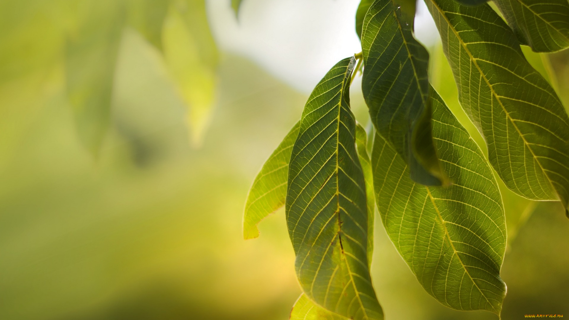 природа, листья, лето, макро, зеленые, macro