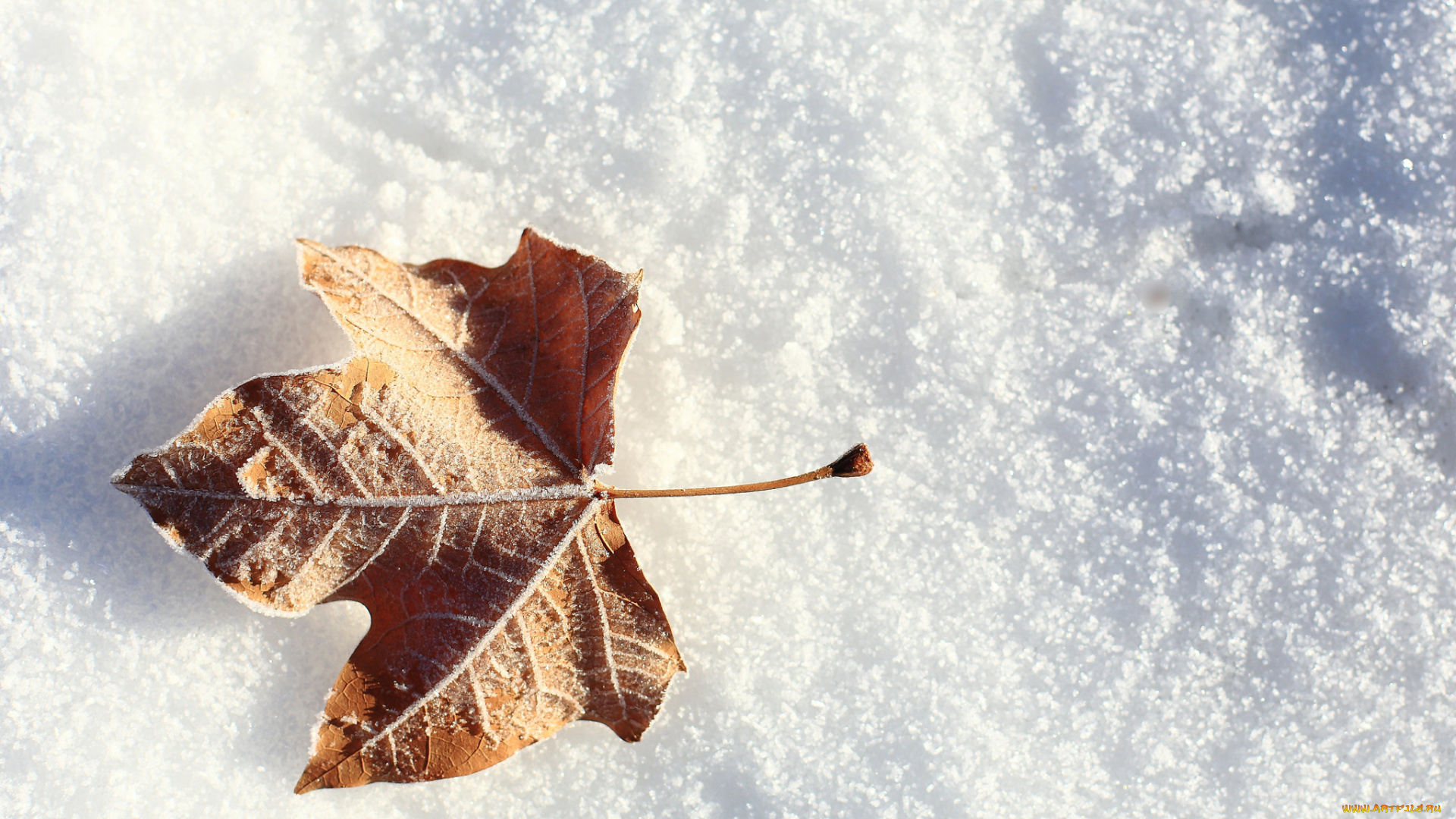 природа, листья, лист, зима, снег, иней, листок