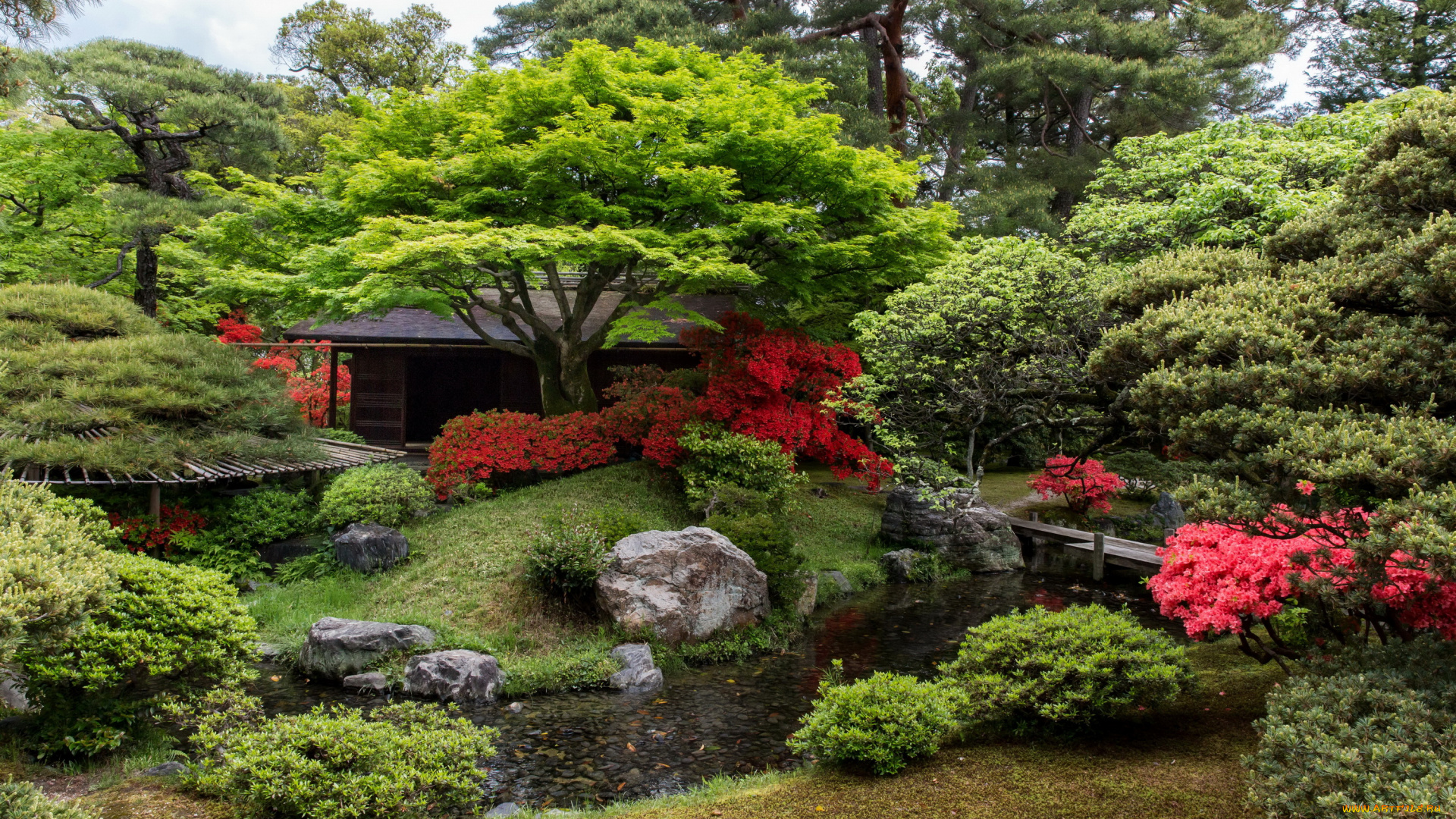 природа, парк, сад, рыба, пруд, японский, кусты, дервья