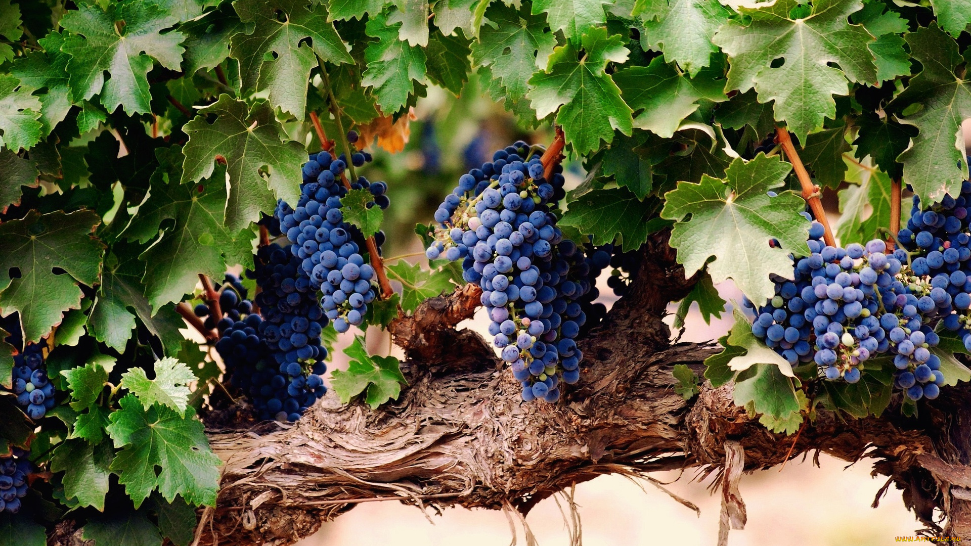 природа, Ягоды, , виноград, ягоды