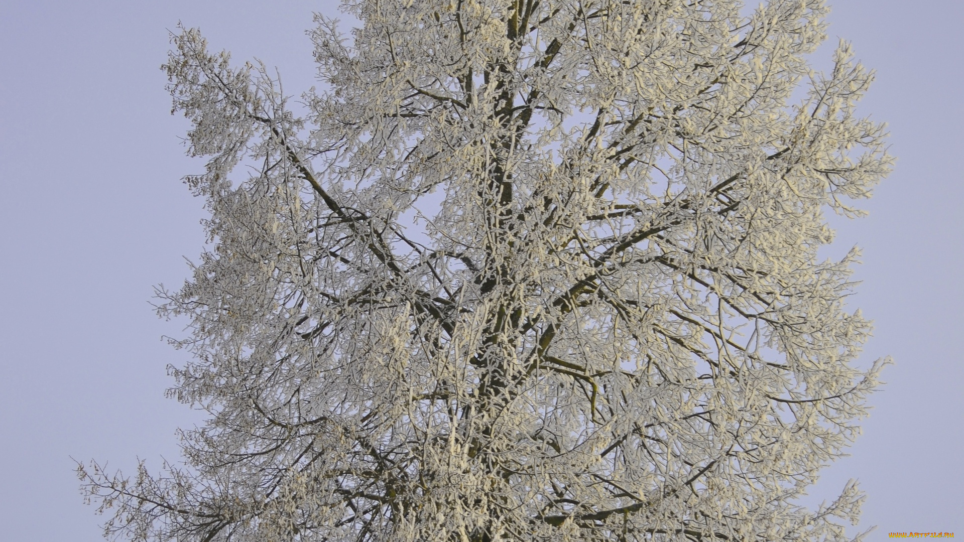 природа, зима, иней, ветки