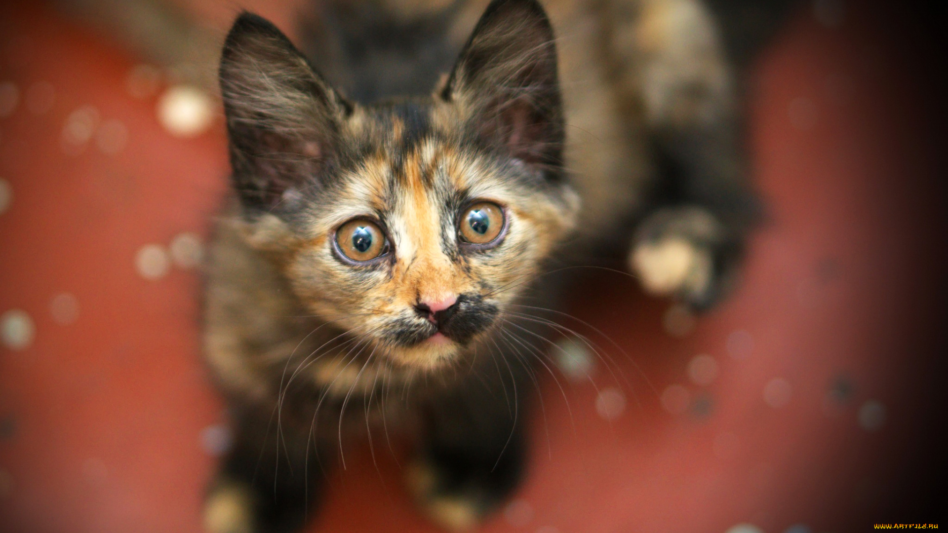 животные, коты, необычный, усы, взгляд, трехцветный, котенок, кошка, окрас