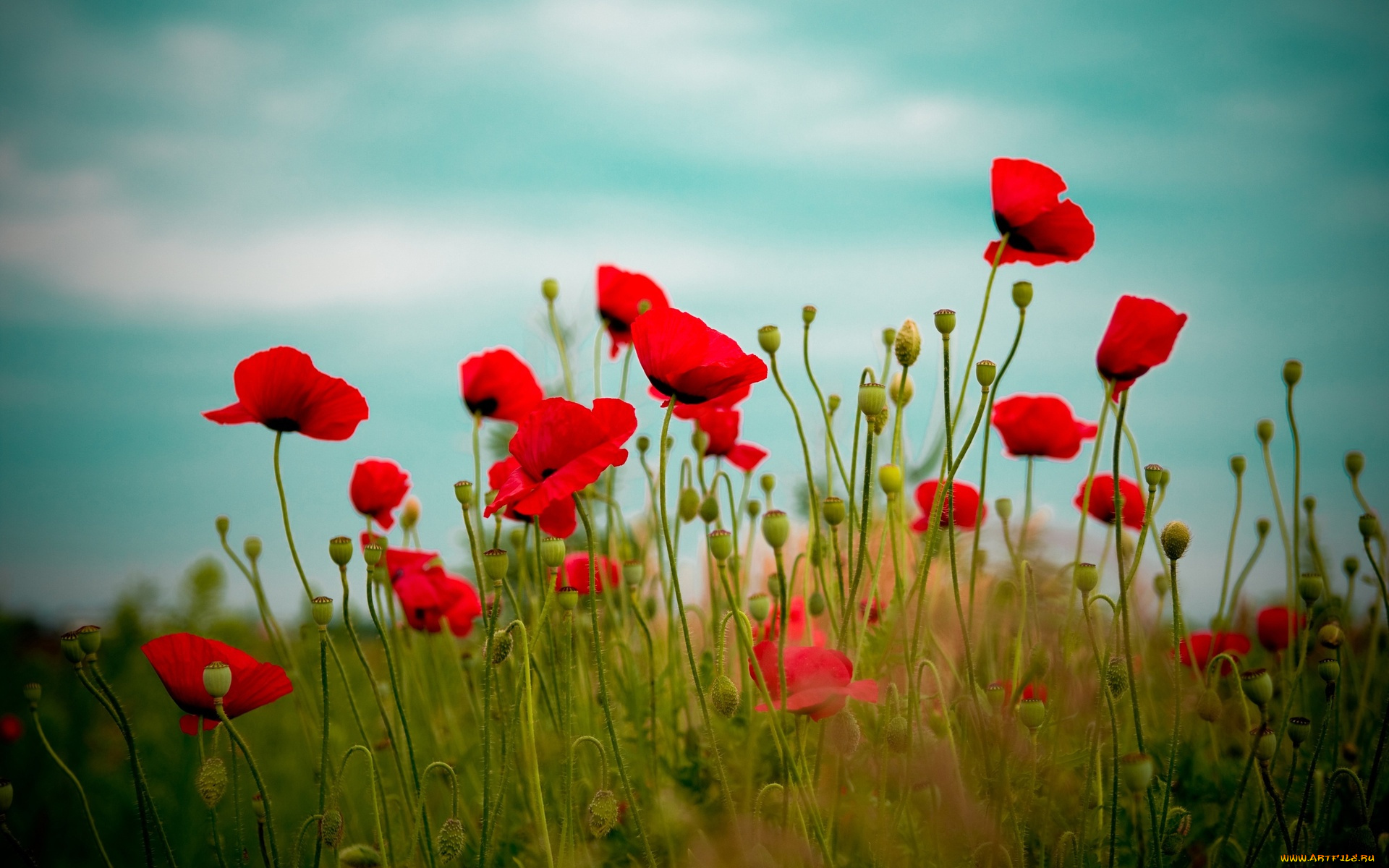 цветы, маки, небо