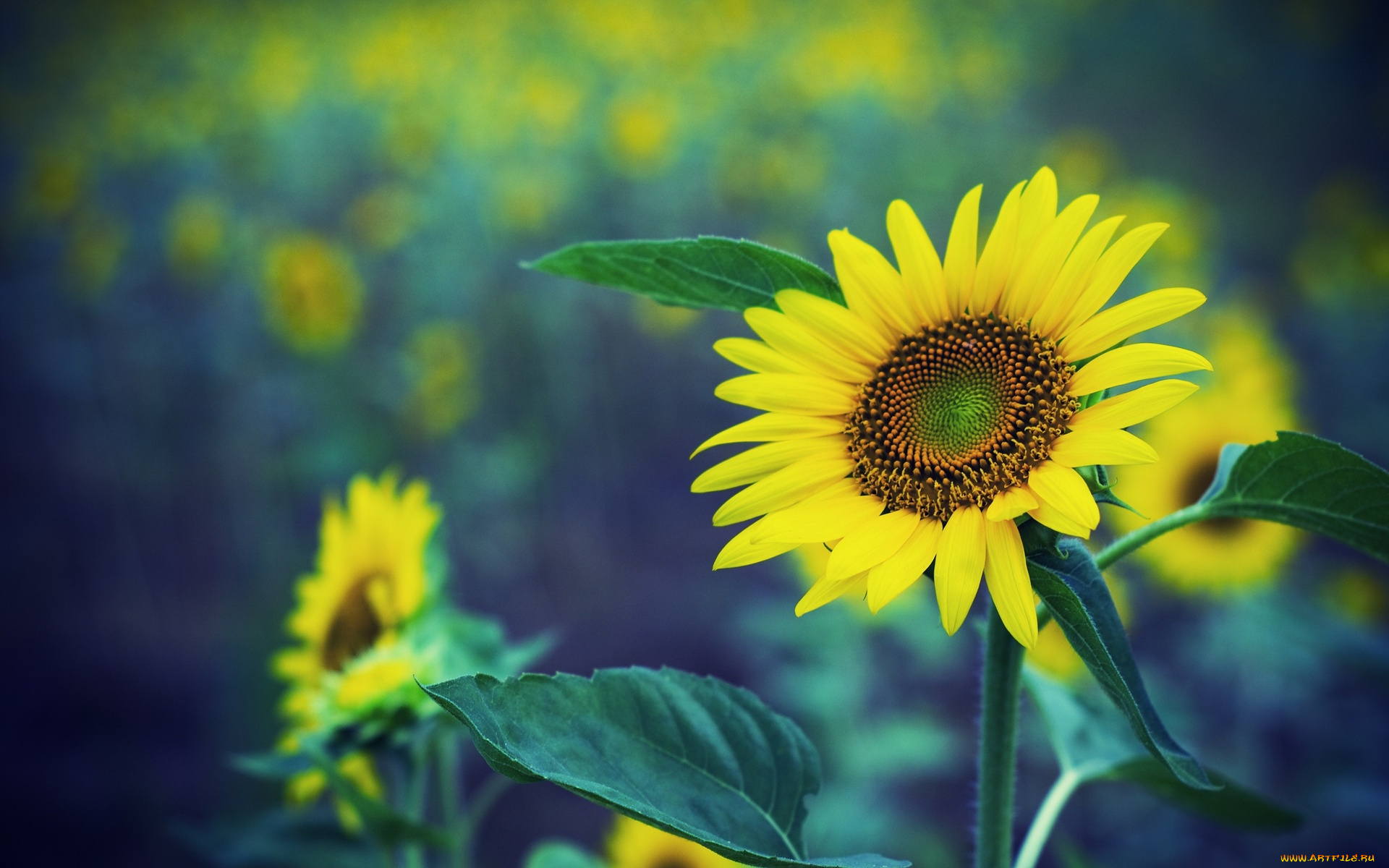 цветы, подсолнухи, лепестки