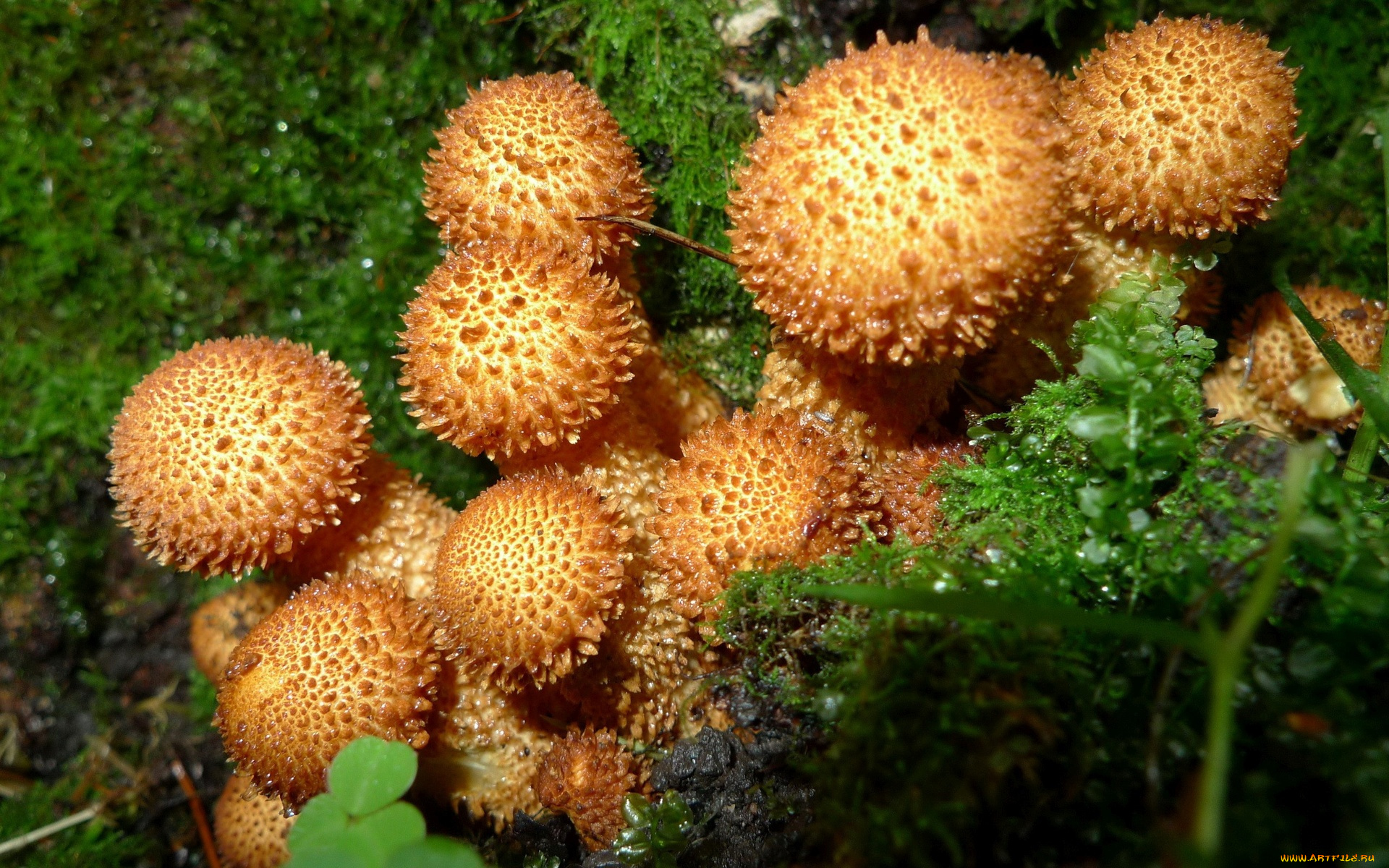 природа, грибы