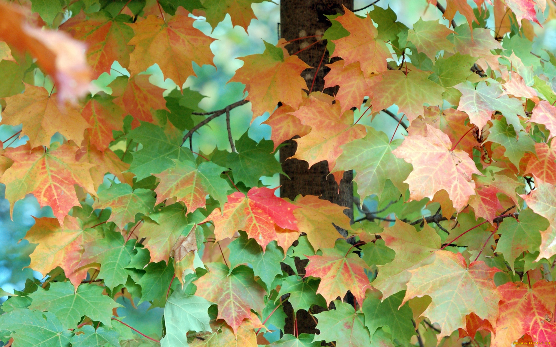 природа, листья