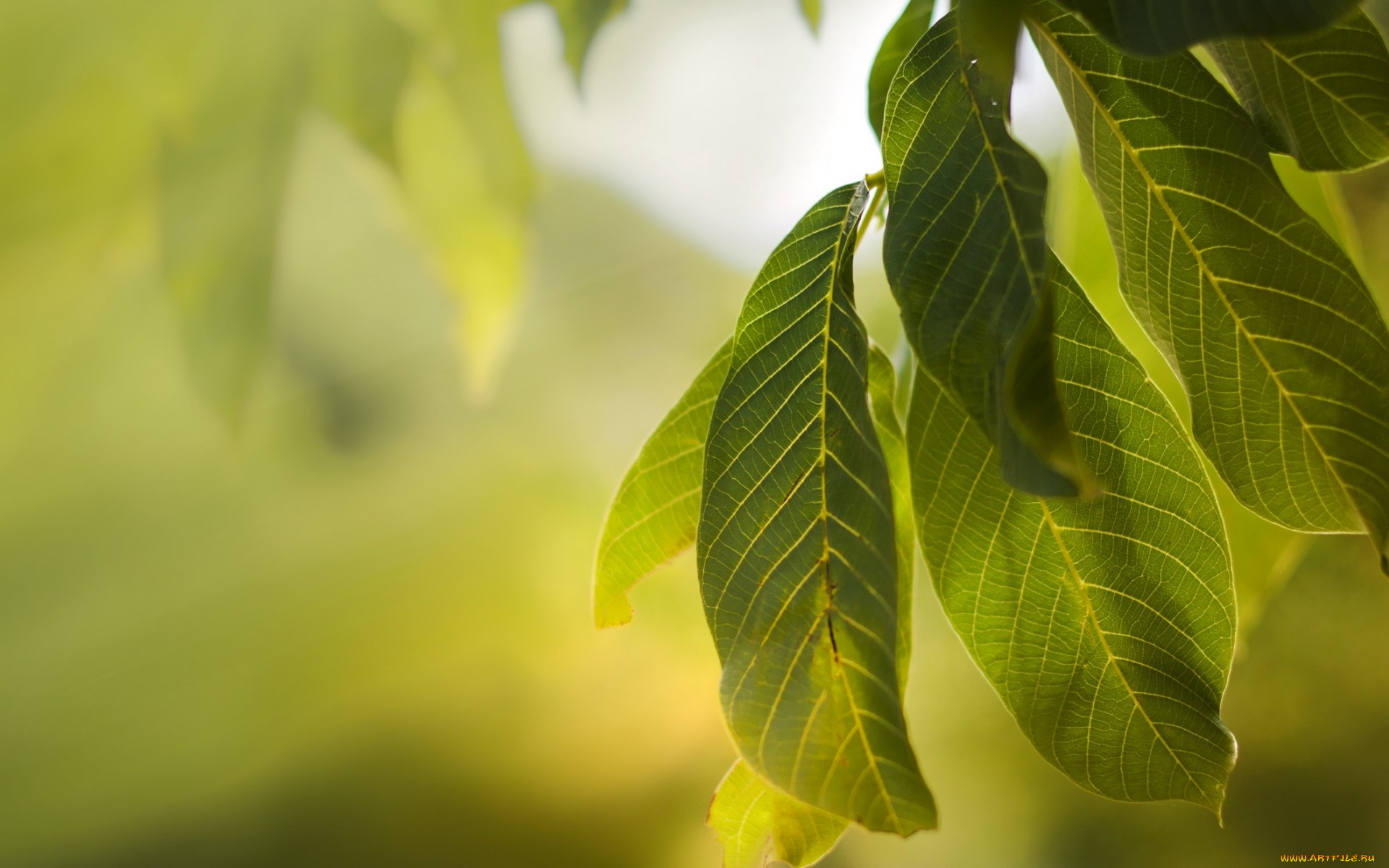 природа, листья, лето, макро, зеленые, macro