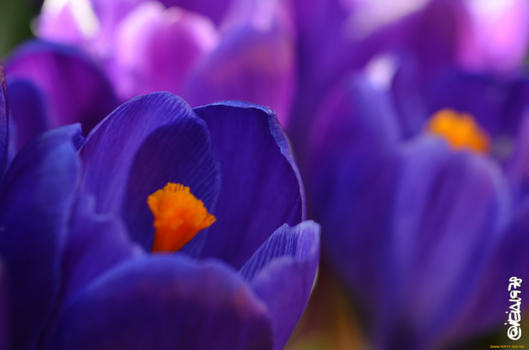 цветы, крокусы, цветение, весна