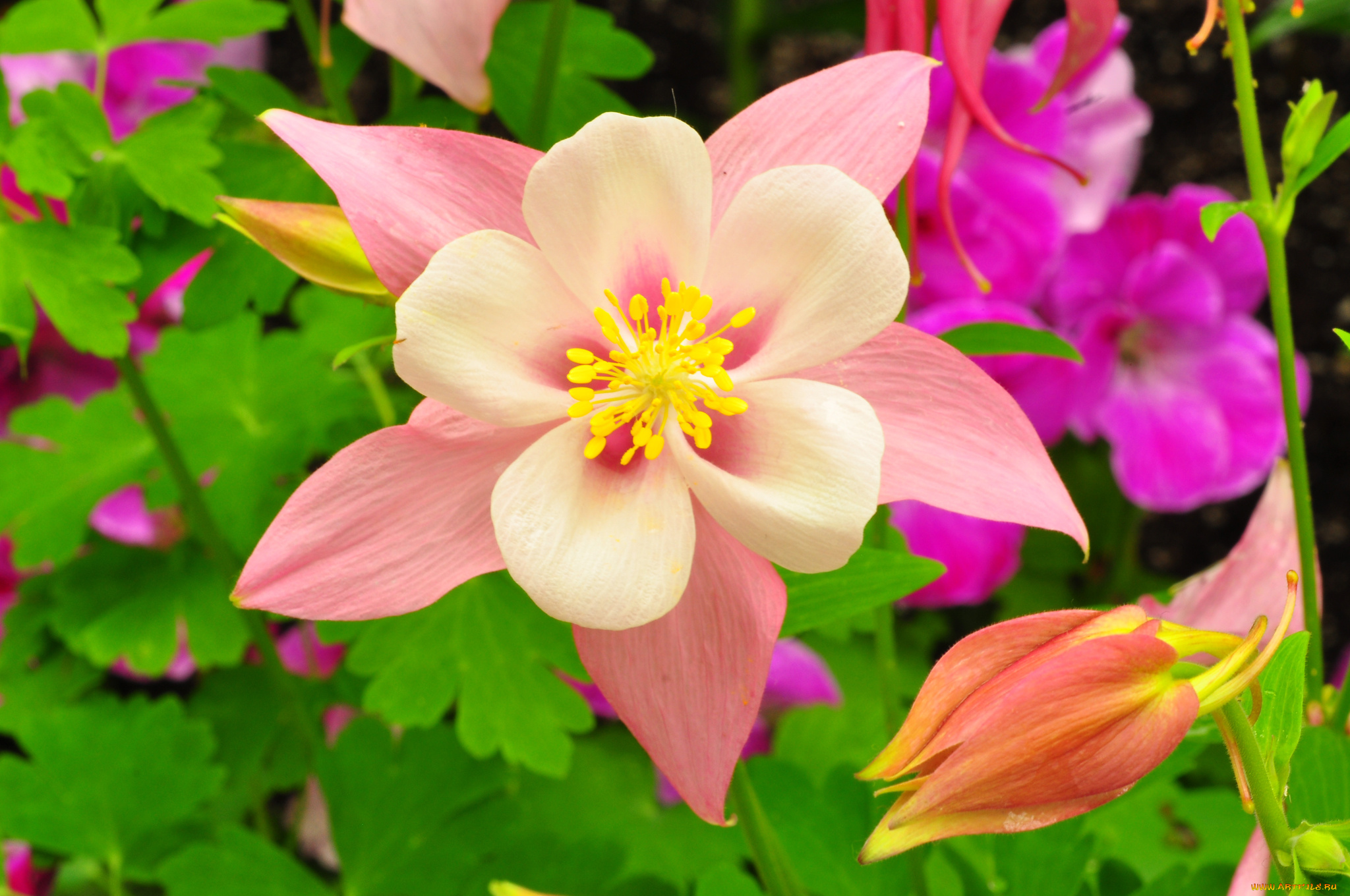 цветы, аквилегия, , водосбор, лепестки, листья, сад, клумба